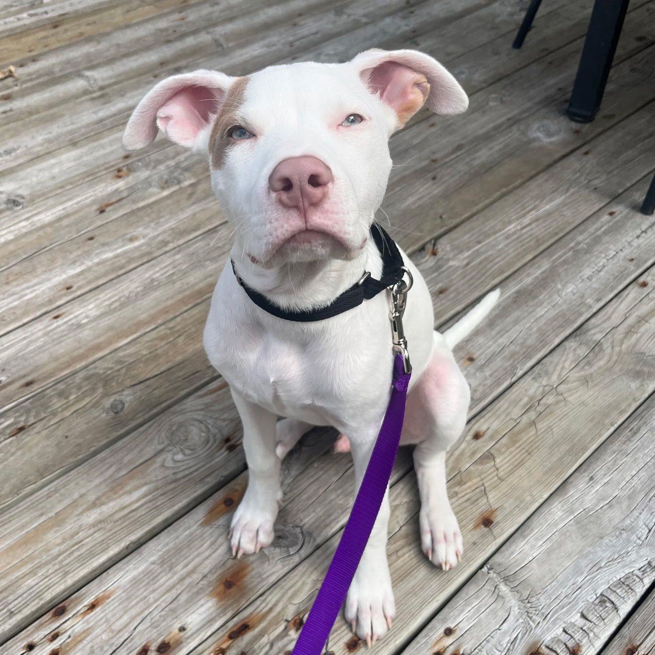 Sawyer, a Adoptable mixed breed in Marengo, IL image 2/3