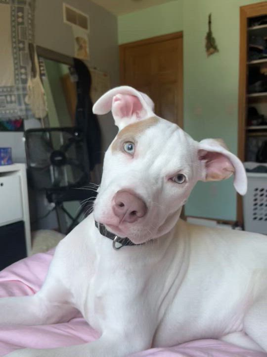 Enlarge Sawyer, a Adoptable mixed breed in Marengo, IL video 3/3