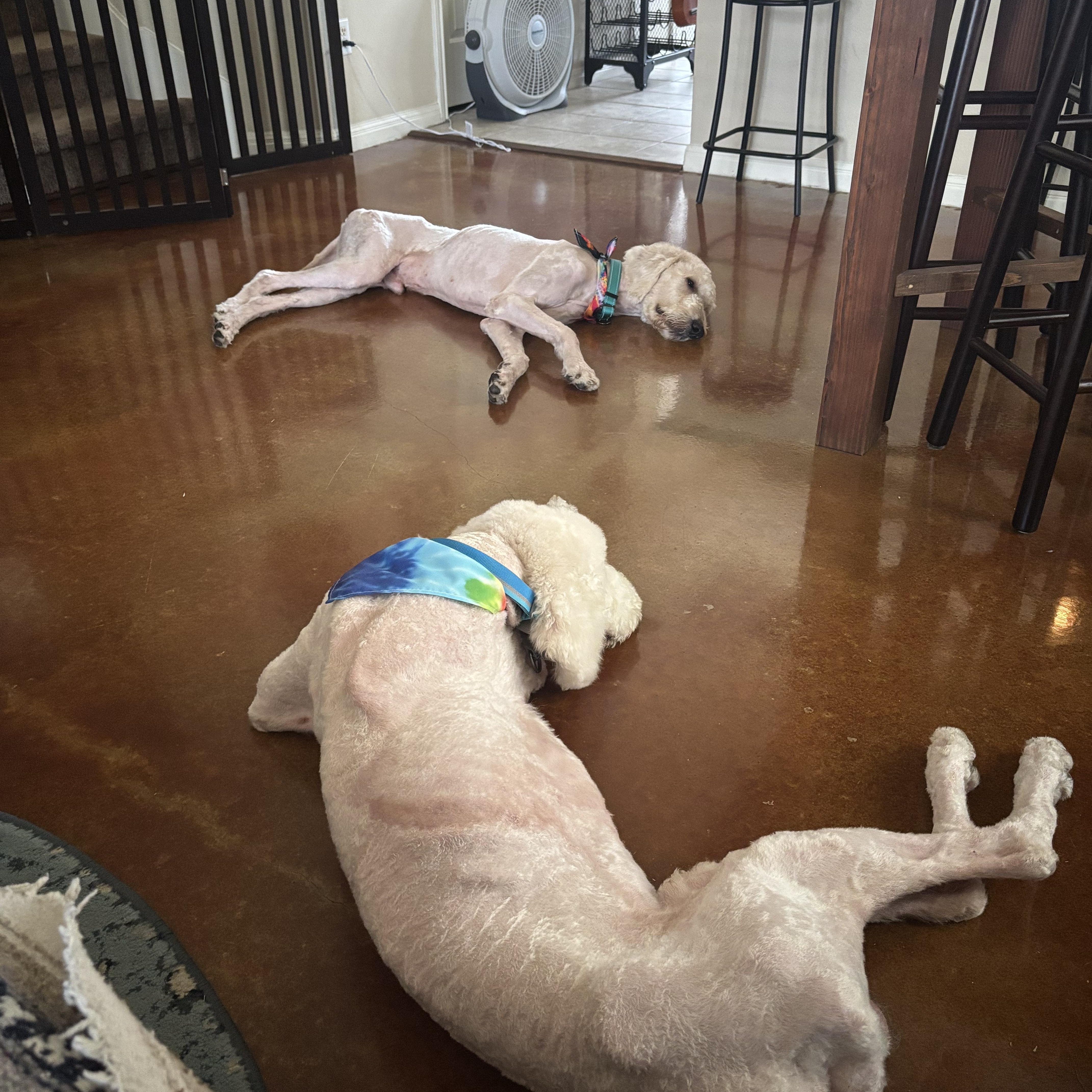 Kennedy, a ADOPTABLE Goldendoodle in Austin, TX image 3/3