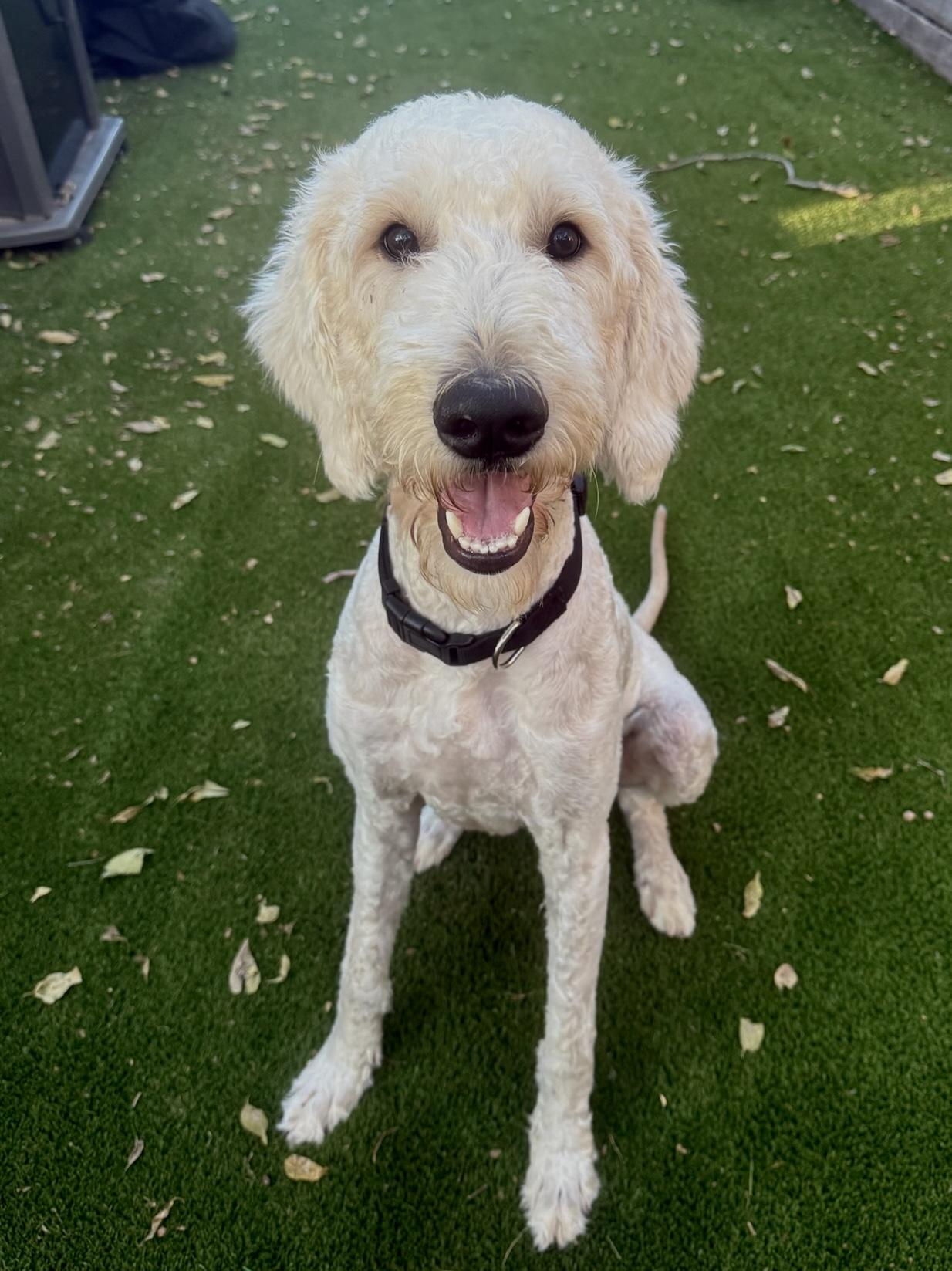 Kennedy, adopted, Adult Male Goldendoodle.