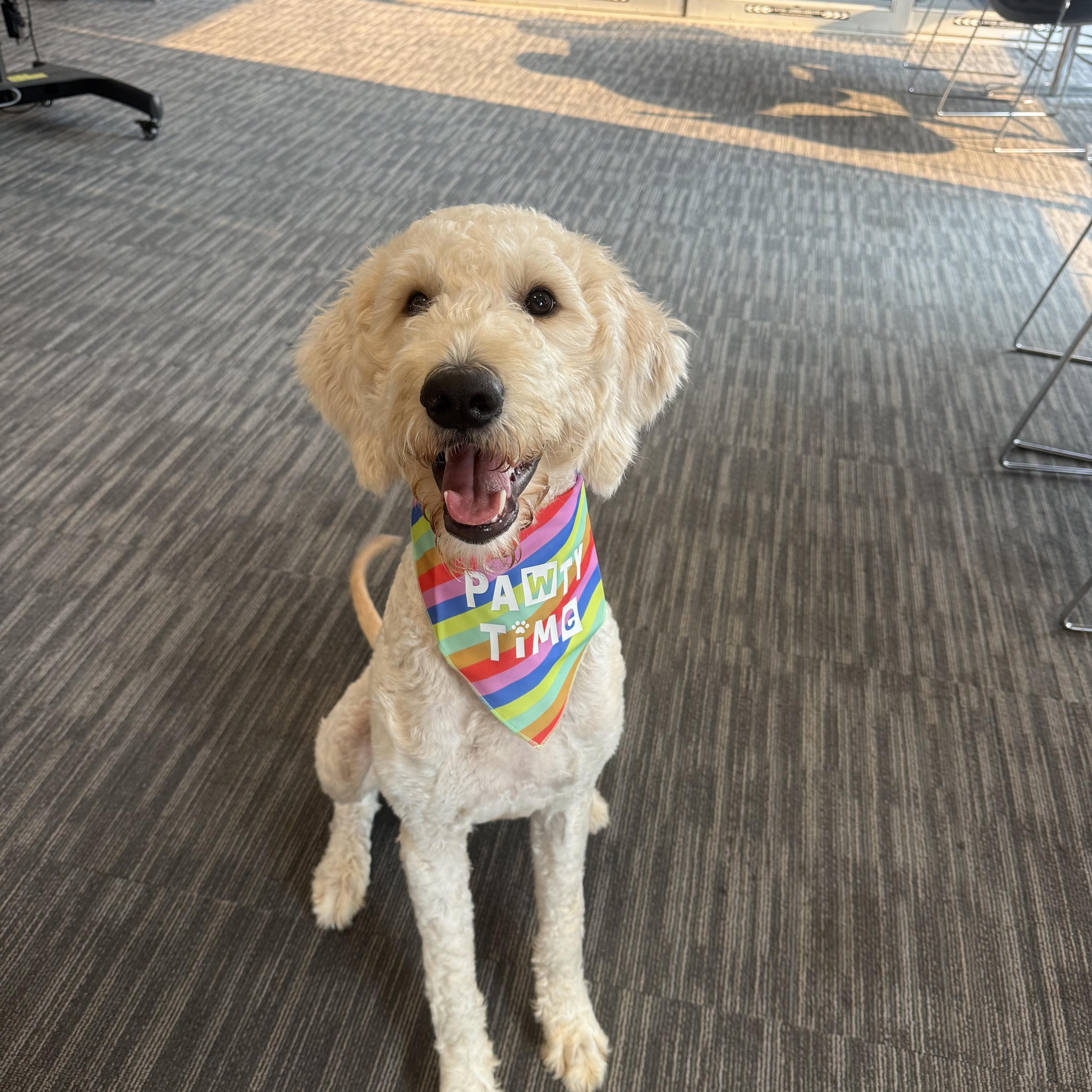 Enlarge Kennedy, an adopted Goldendoodle in Austin, TX image 4/5