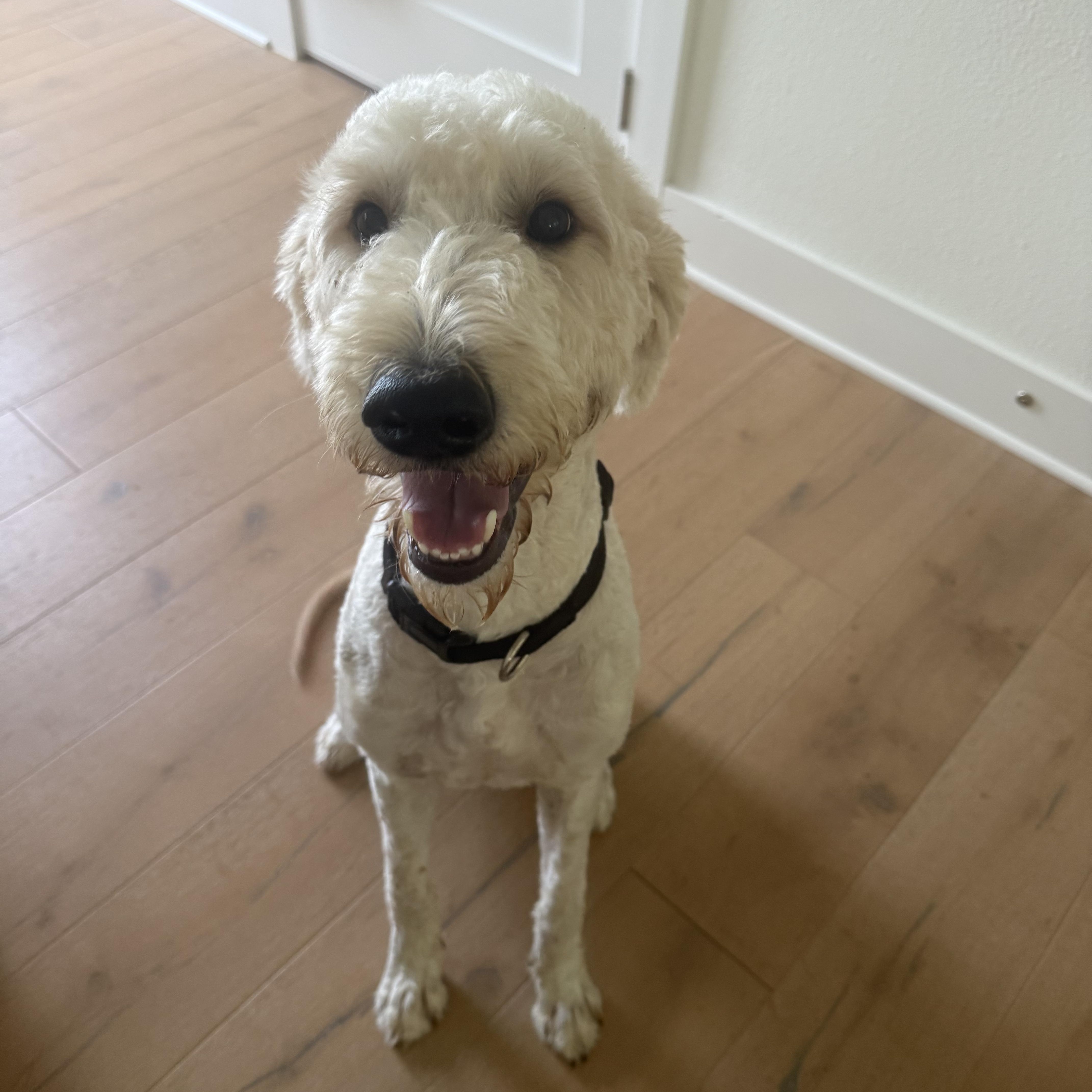 Kennedy, ADOPTABLE, Adult Male Goldendoodle.