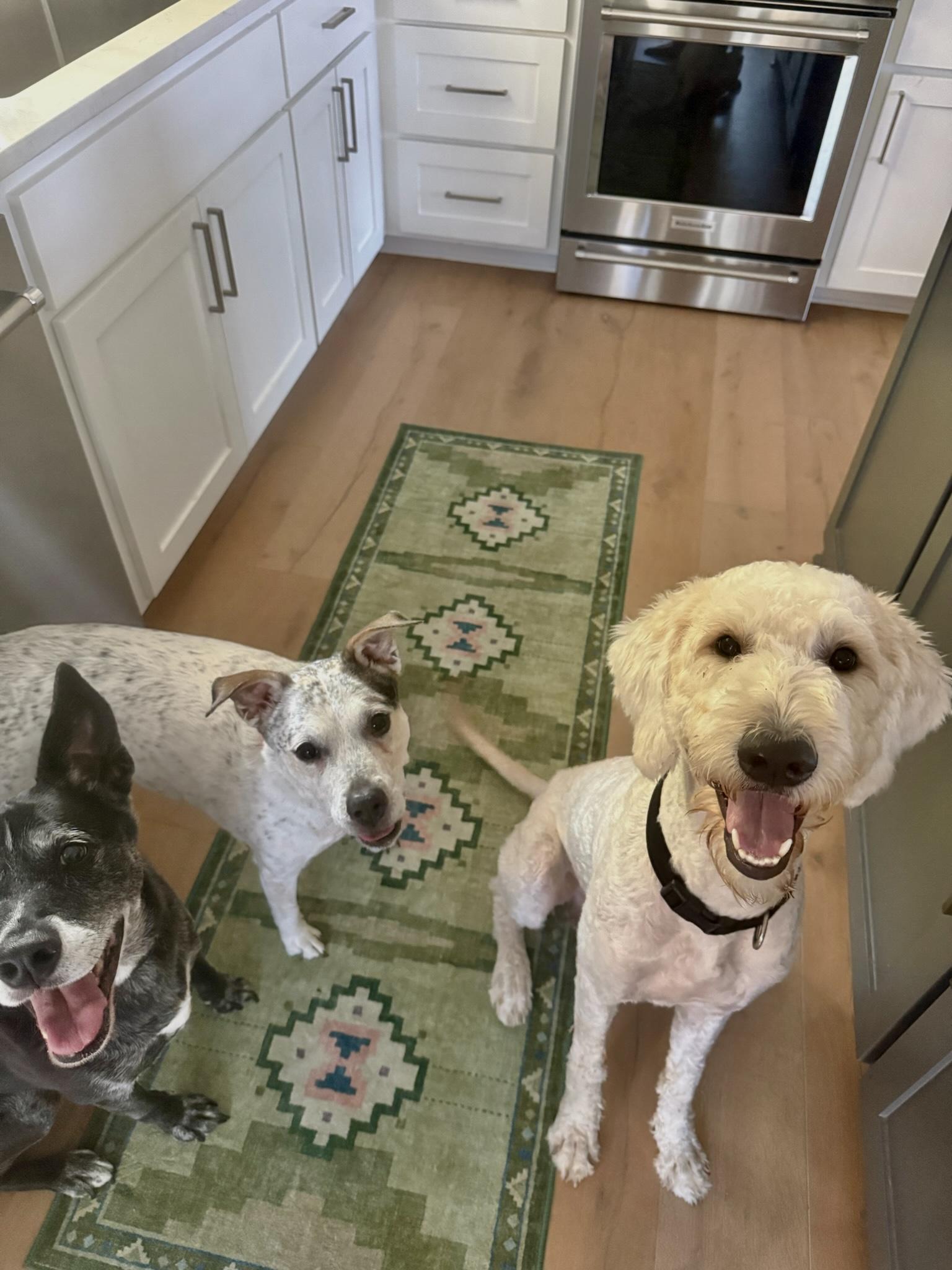Enlarge Kennedy, an adopted Goldendoodle in Austin, TX image 5/5