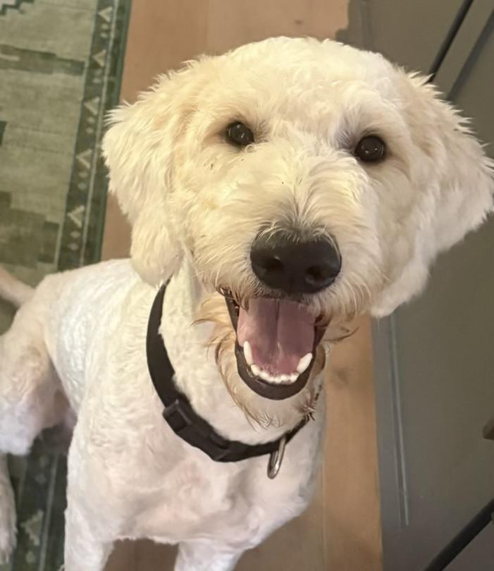 Enlarge Kennedy, an adopted Goldendoodle in Austin, TX image 2/5