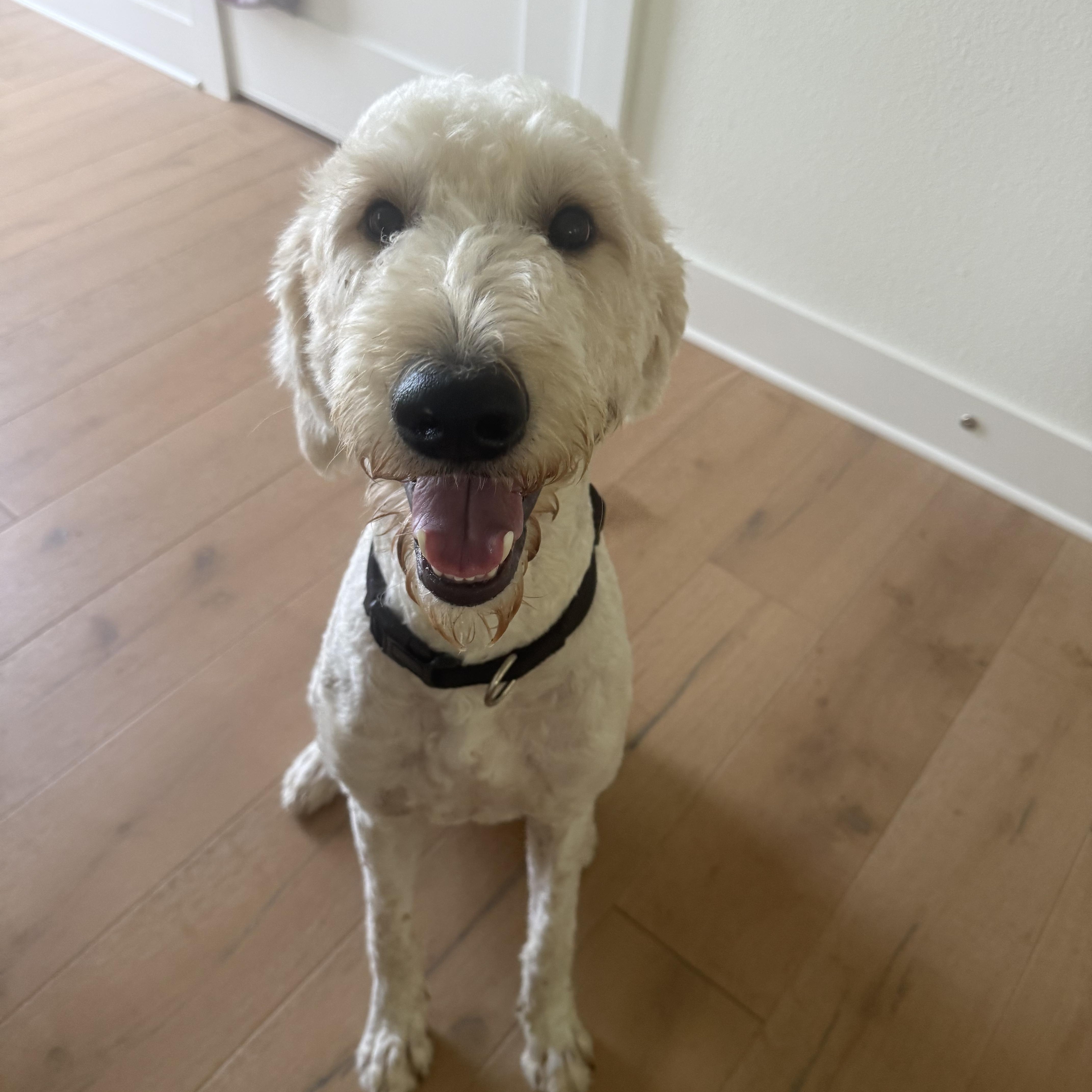 Kennedy, a ADOPTABLE Goldendoodle in Austin, TX image 2/3