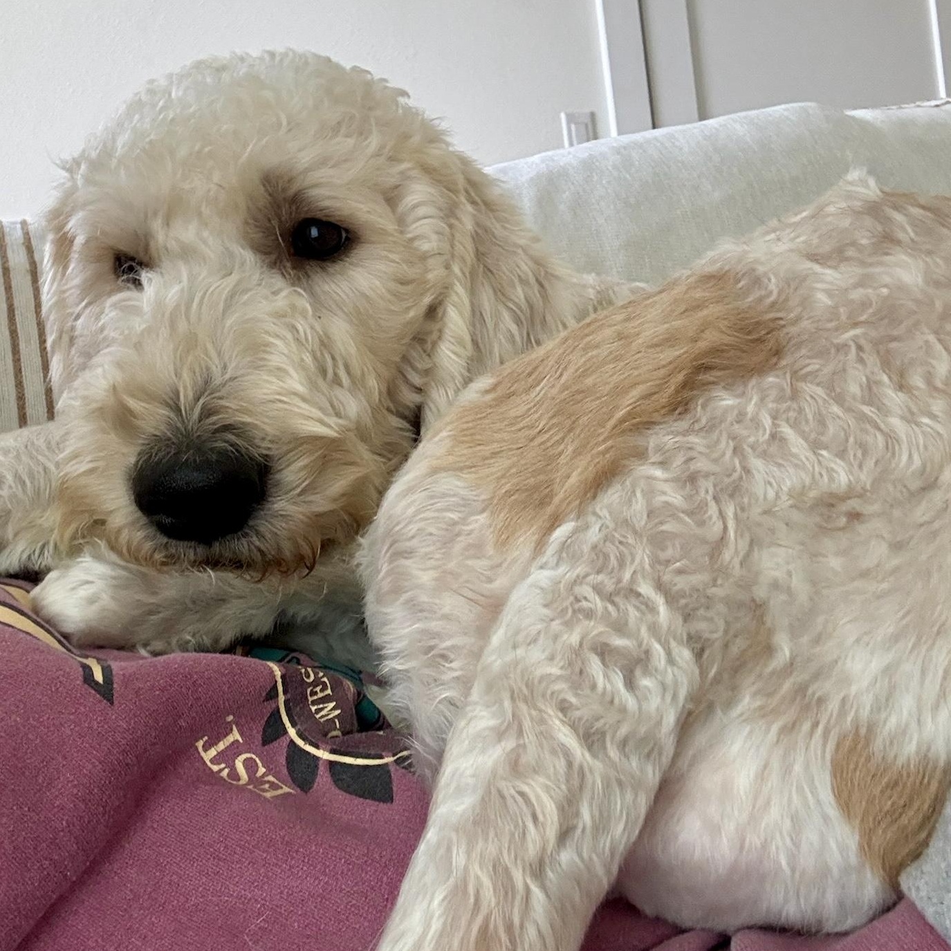 Enlarge Kennedy, an adopted Goldendoodle in Austin, TX image 3/5