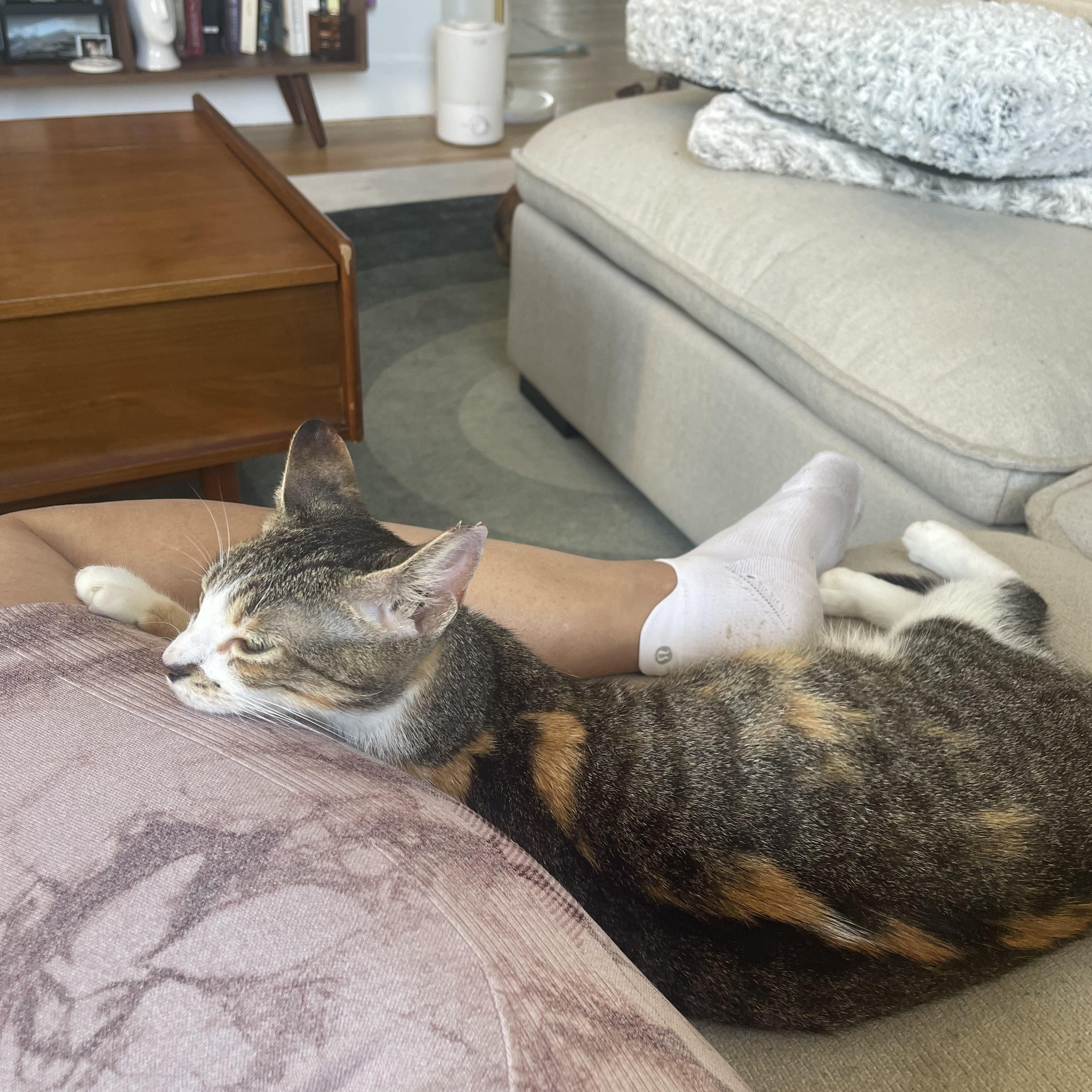 Enlarge Lucy, an adopted mixed breed in Manchester, NH image 3/6