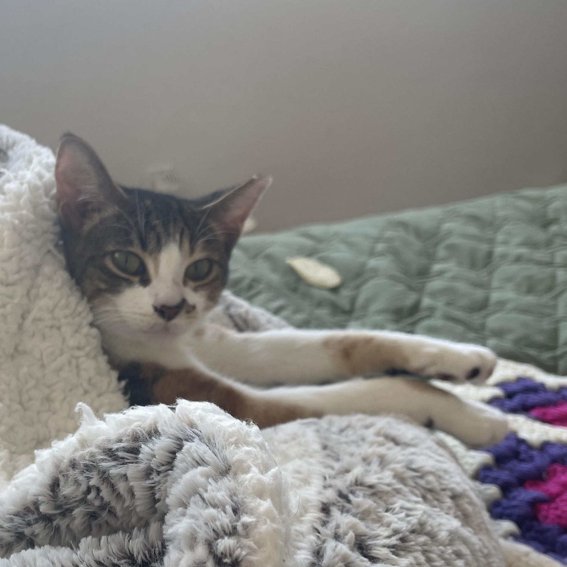 Enlarge Lucy, an adopted mixed breed in Manchester, NH image 6/6