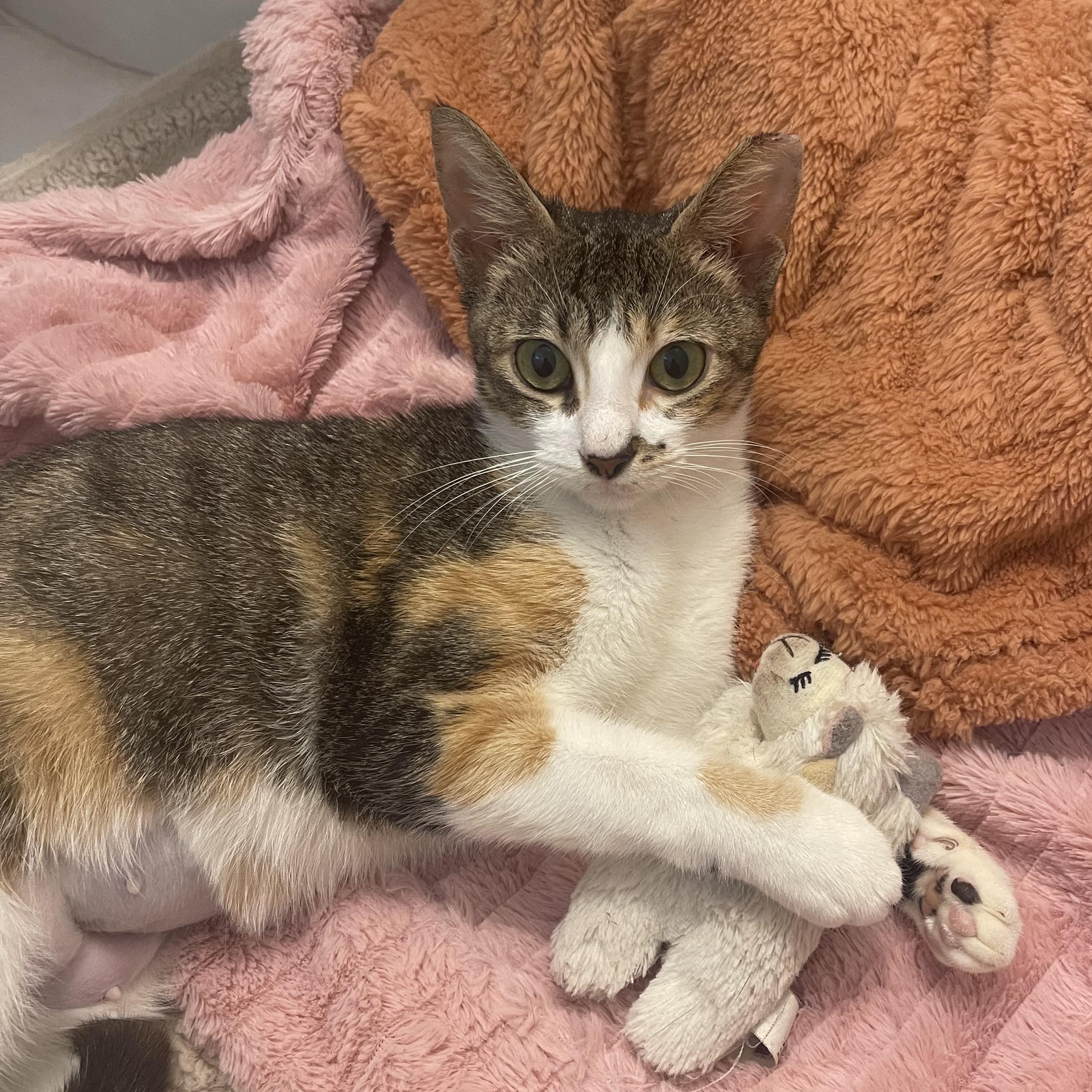 Lucy, adopted, Kitten Female Calico & Tabby.