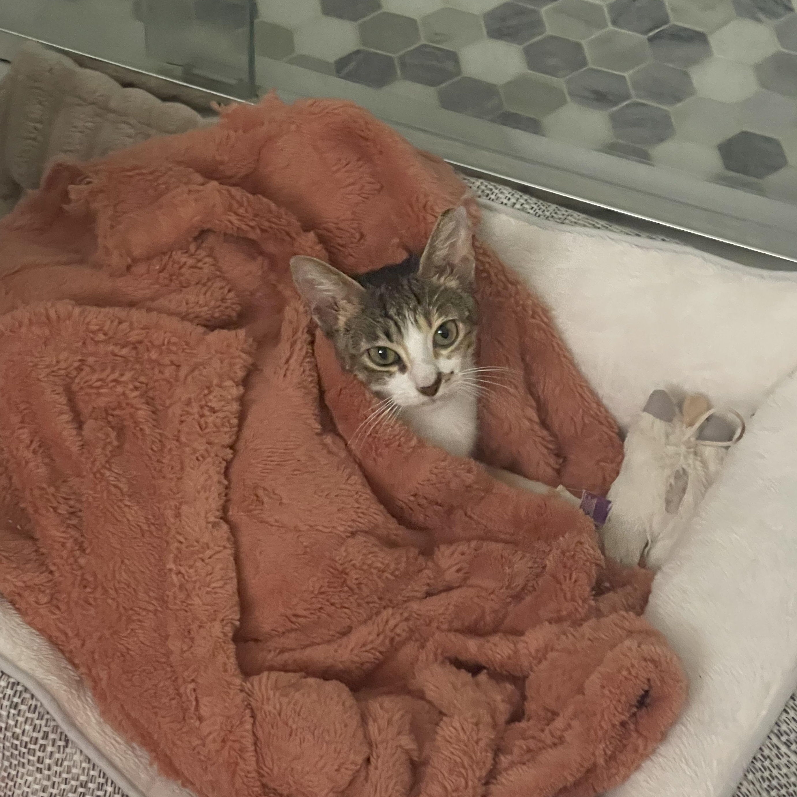 Enlarge Lucy, an adopted mixed breed in Manchester, NH image 4/6