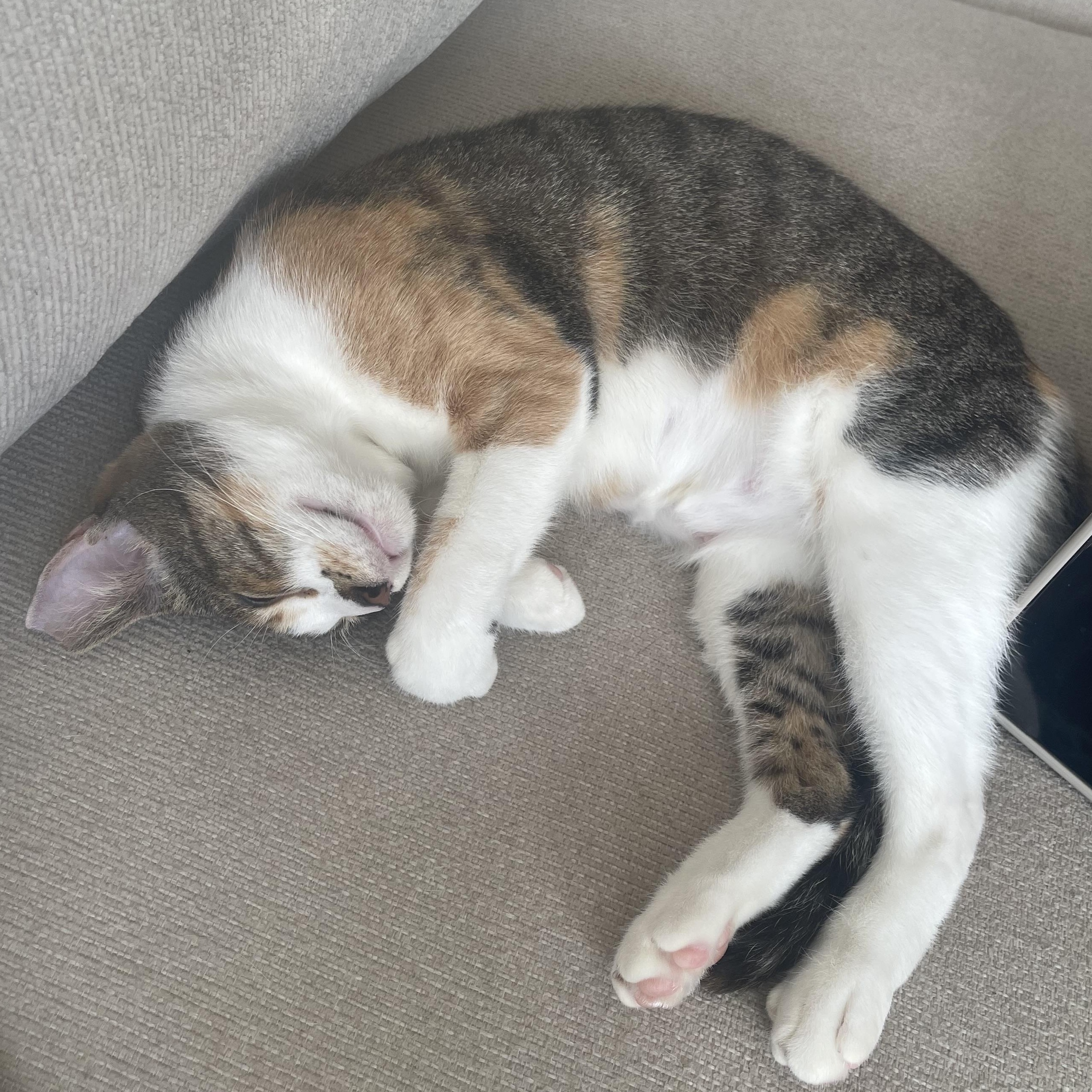 Enlarge Lucy, an adopted mixed breed in Manchester, NH image 2/6