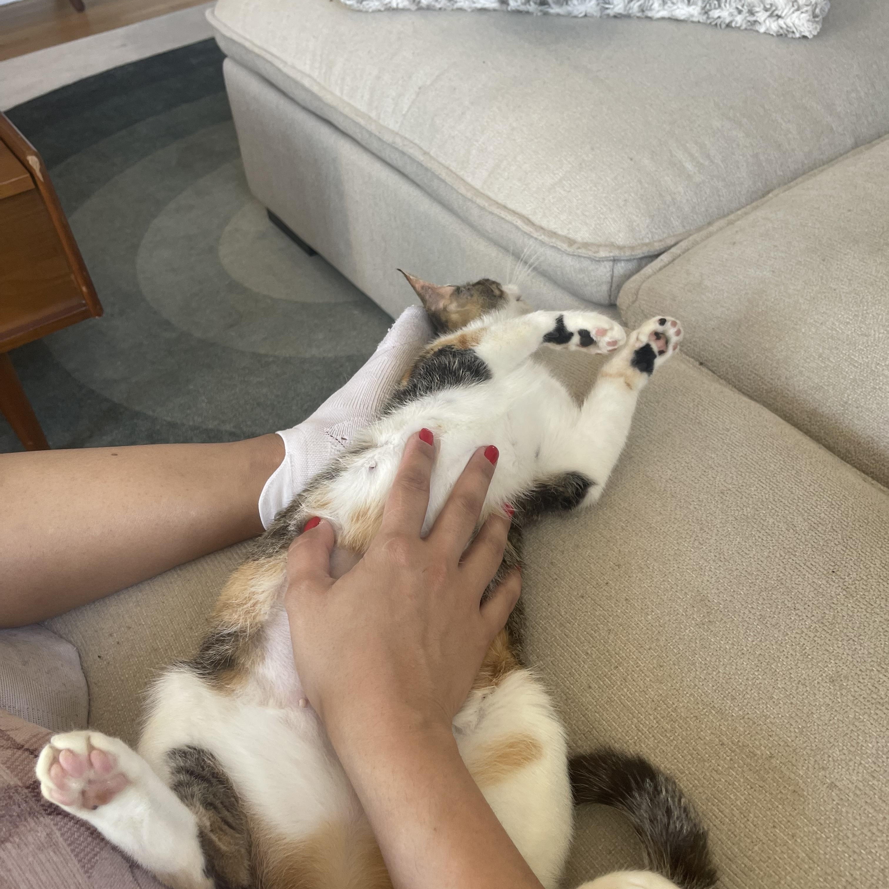 Enlarge Lucy, an adopted mixed breed in Manchester, NH image 5/6