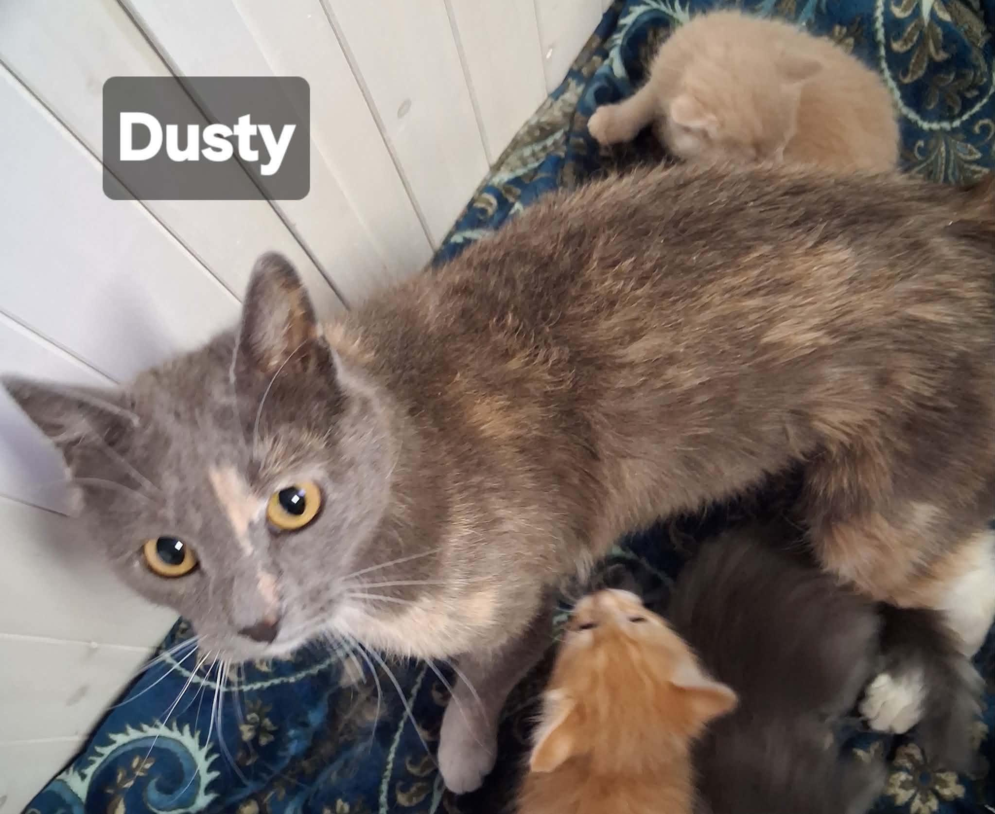 Enlarge Dusty, a Adoptable Dilute Calico in Albuquerque, NM image 2/2