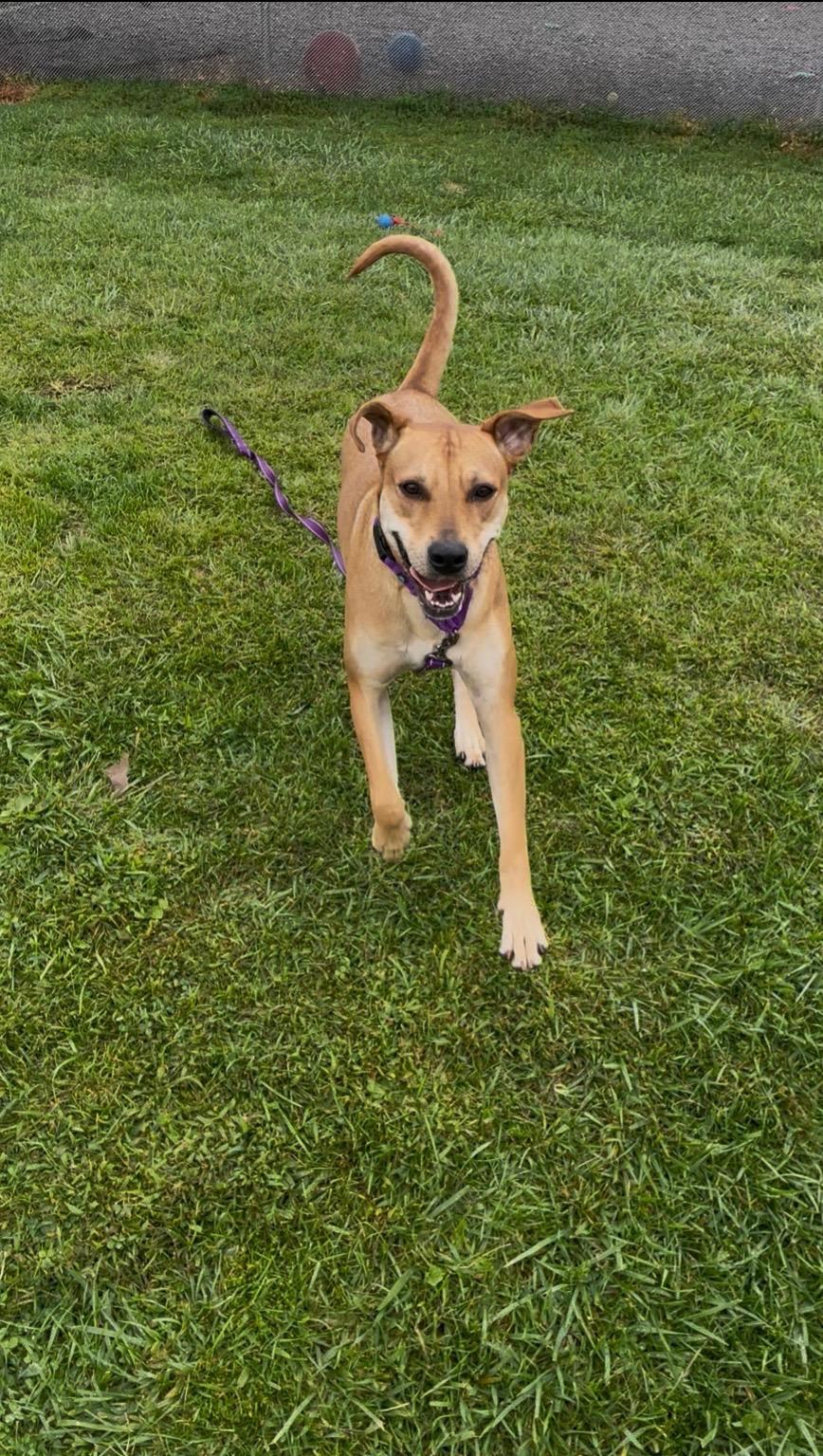 Josie, an adoptable Labrador Retriever in Jamesville, NY, 13078 | Photo Image 2