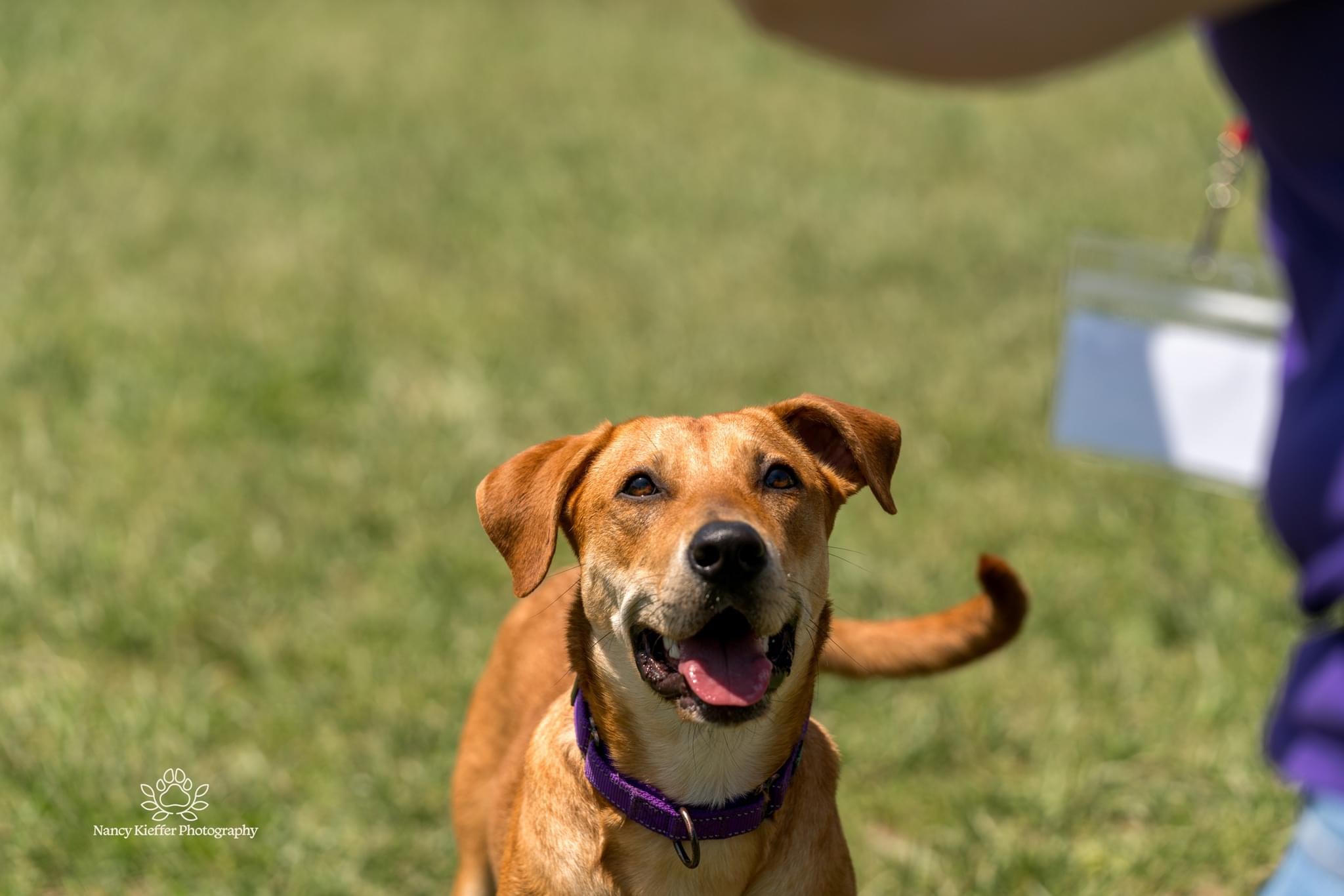 Josie, an adoptable Labrador Retriever in Jamesville, NY, 13078 | Photo Image 1