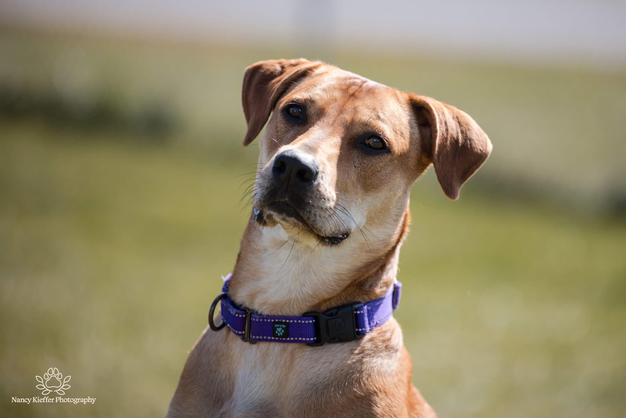 Josie, an adoptable Labrador Retriever in Jamesville, NY, 13078 | Photo Image 6