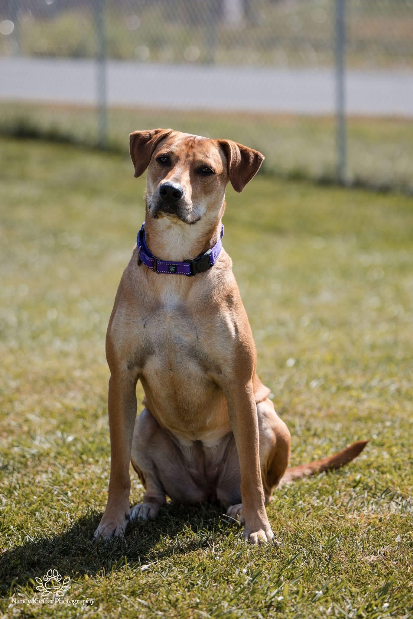Josie, an adoptable Labrador Retriever in Jamesville, NY, 13078 | Photo Image 1
