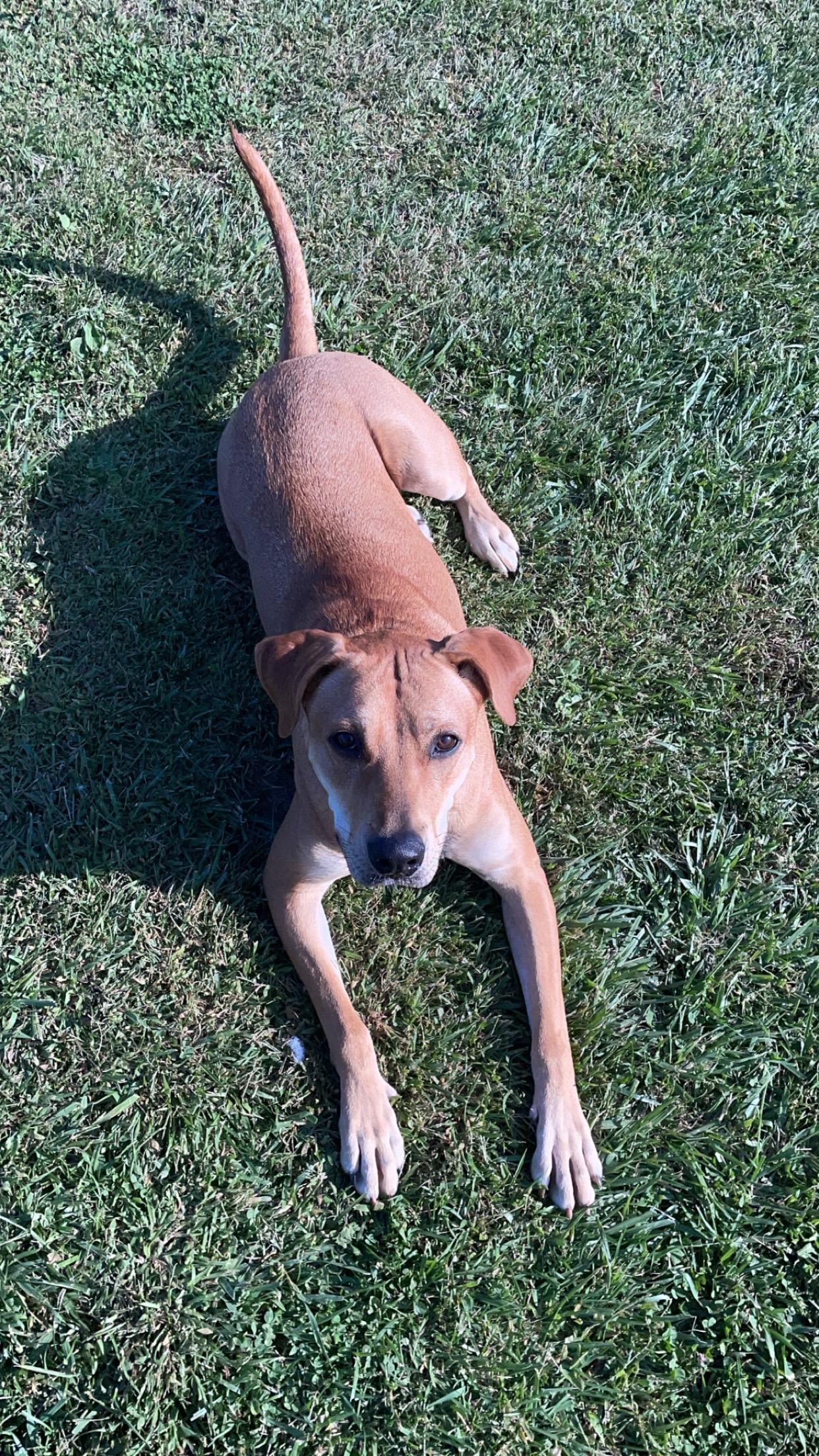 Josie, an adoptable Labrador Retriever in Jamesville, NY, 13078 | Photo Image 3