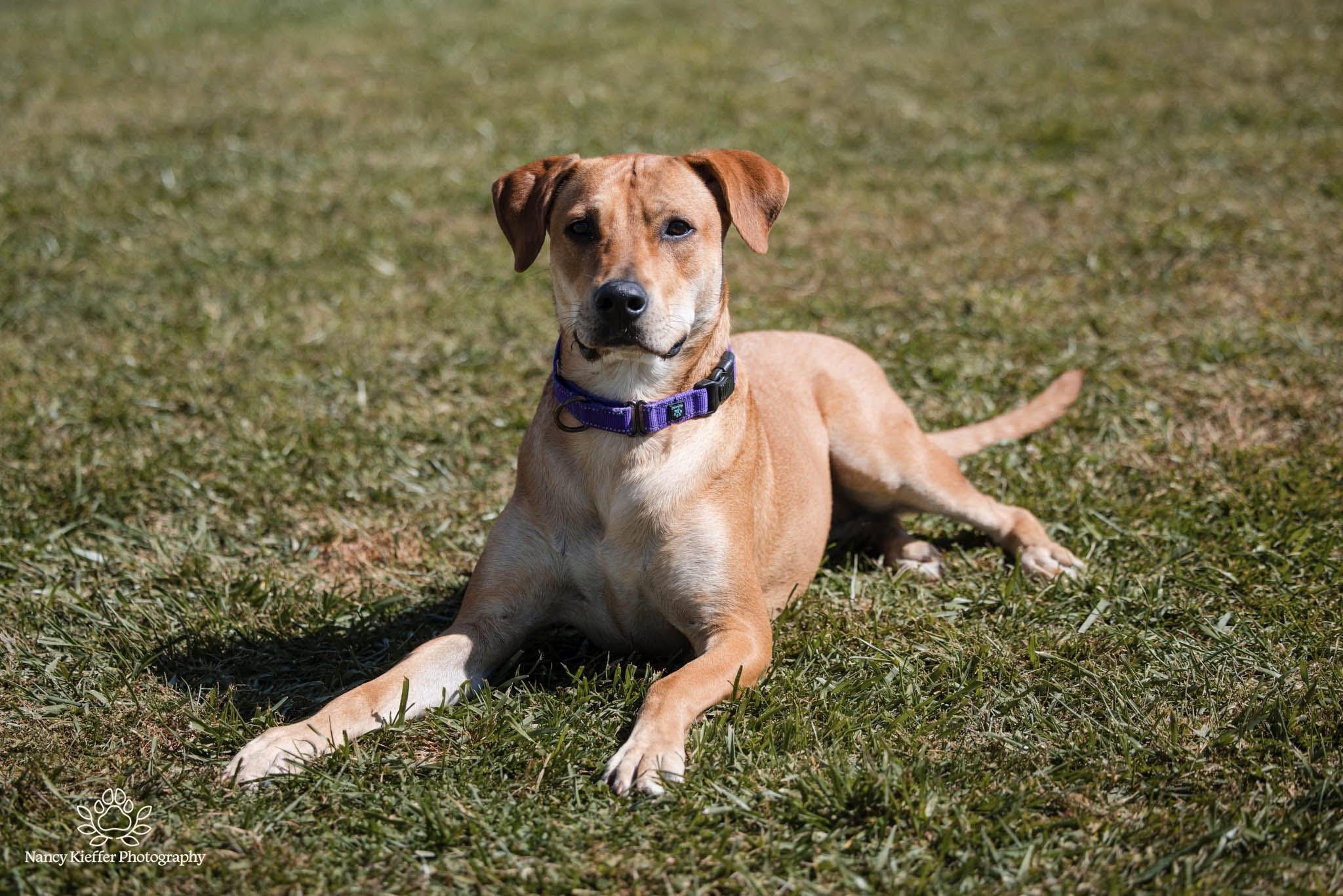 Josie, an adoptable Labrador Retriever in Jamesville, NY, 13078 | Photo Image 5