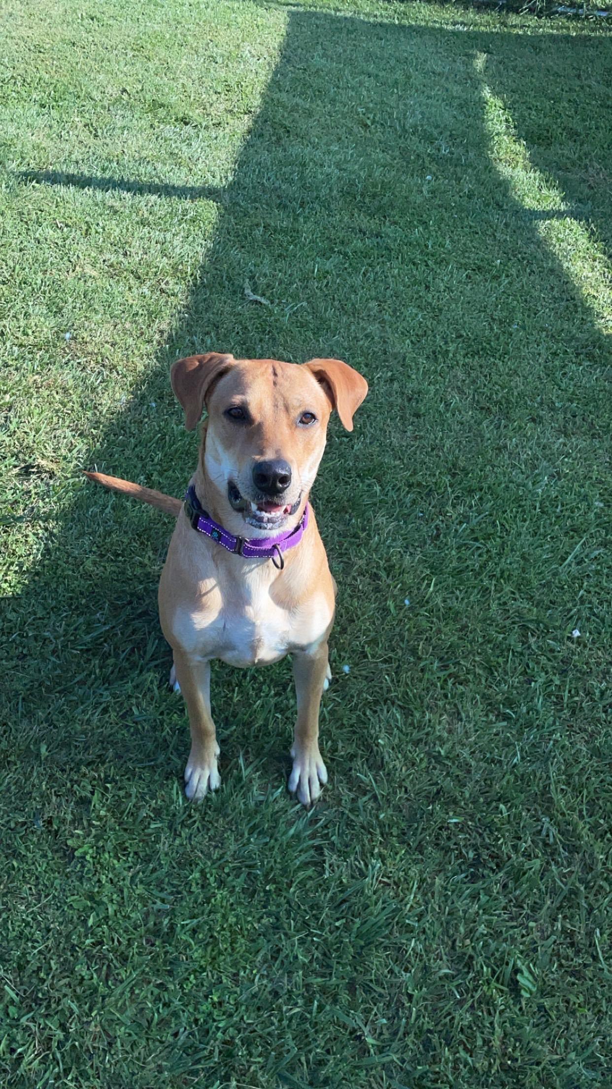 Josie, an adoptable Labrador Retriever in Jamesville, NY, 13078 | Photo Image 4