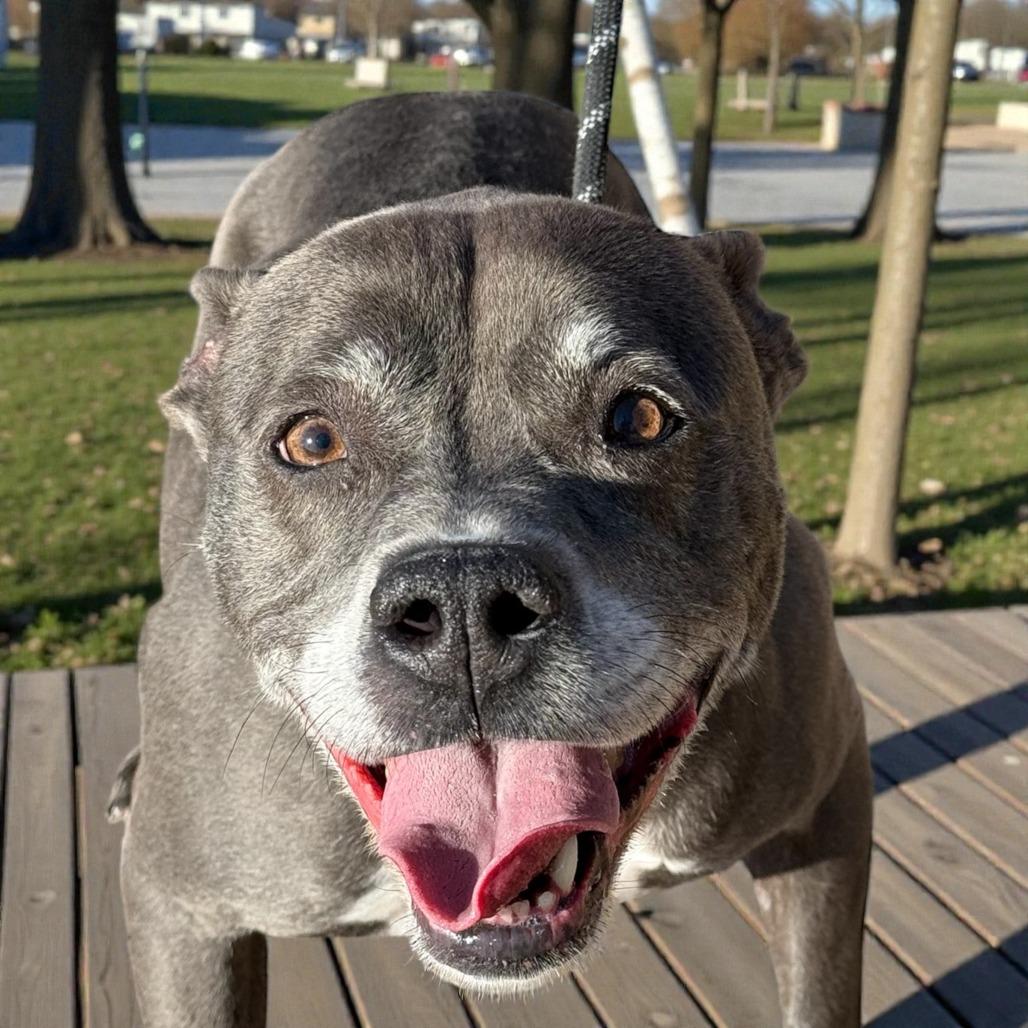 Miss Claus, Adoptable, Adult Female Mixed Breed.