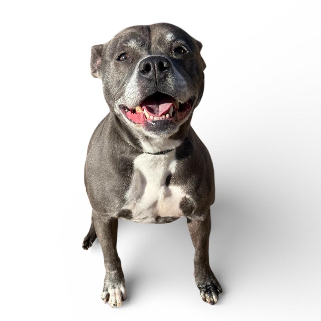 Enlarge Miss Claus, a Adoptable Mixed Breed in Fredericksburg, VA image 2/4