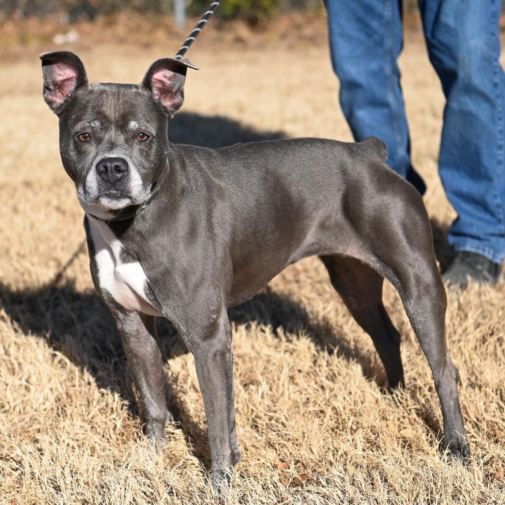 Enlarge Miss Claus, a Adoptable Mixed Breed in Fredericksburg, VA image 3/4