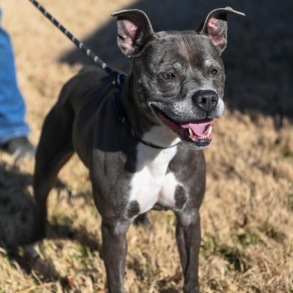 Enlarge Miss Claus, a Adoptable Mixed Breed in Fredericksburg, VA image 4/4