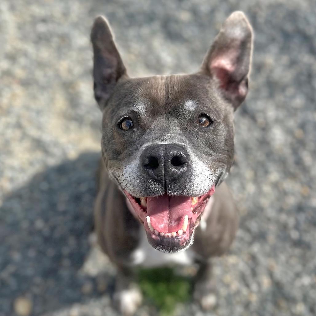 Enlarge Miss Claus, a Adoptable Mixed Breed in Fredericksburg, VA image 5/5