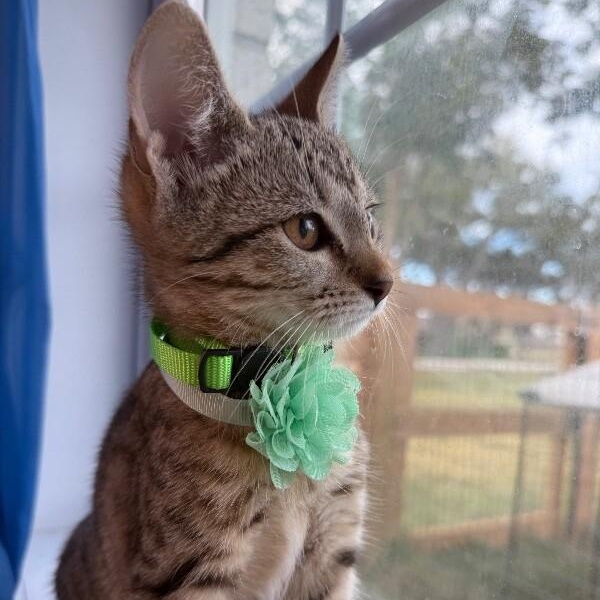 Canela Gato — thumbnail 3