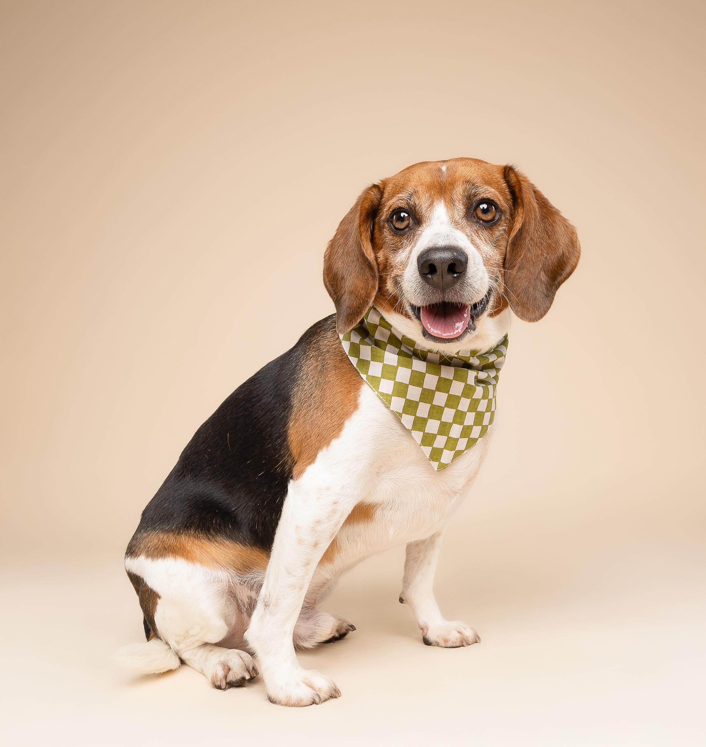 Enlarge Cannoli, a ADOPTABLE Beagle in Miami, FL image 5/5
