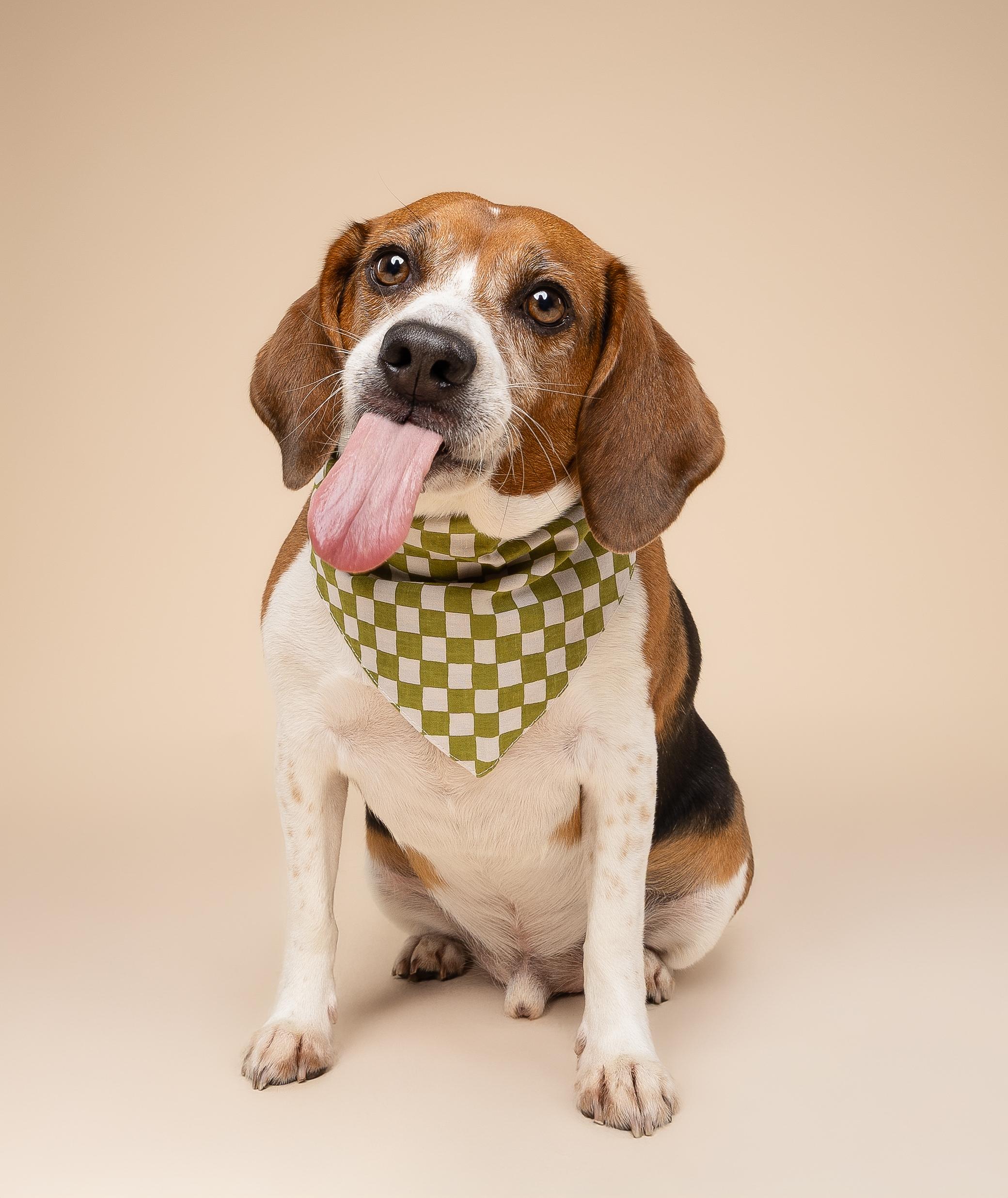 Enlarge Cannoli, a ADOPTABLE Beagle in Miami, FL image 2/5