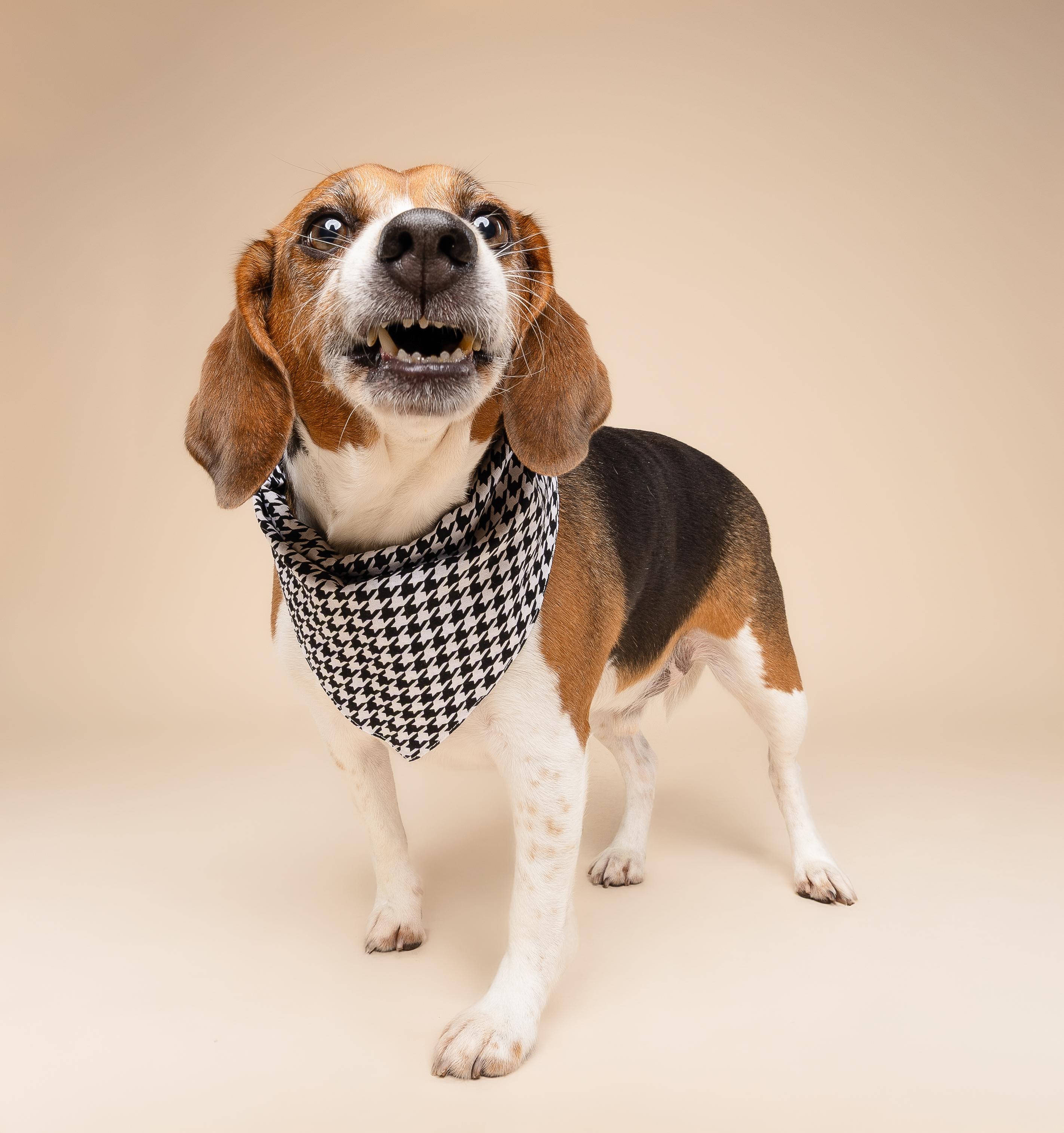 Enlarge Cannoli, a ADOPTABLE Beagle in Miami, FL image 3/5