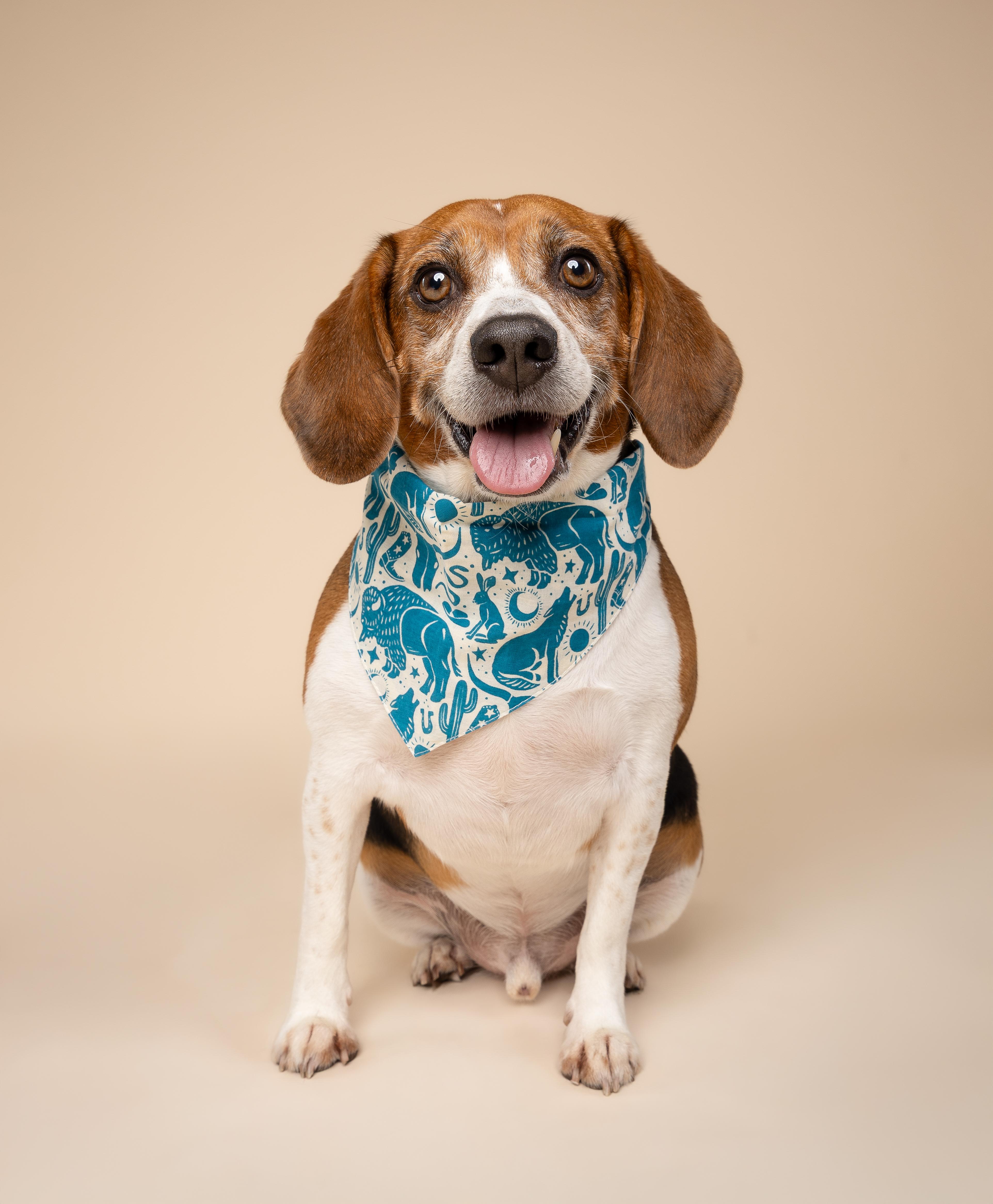 Enlarge Cannoli, a ADOPTABLE Beagle in Miami, FL image 1/5