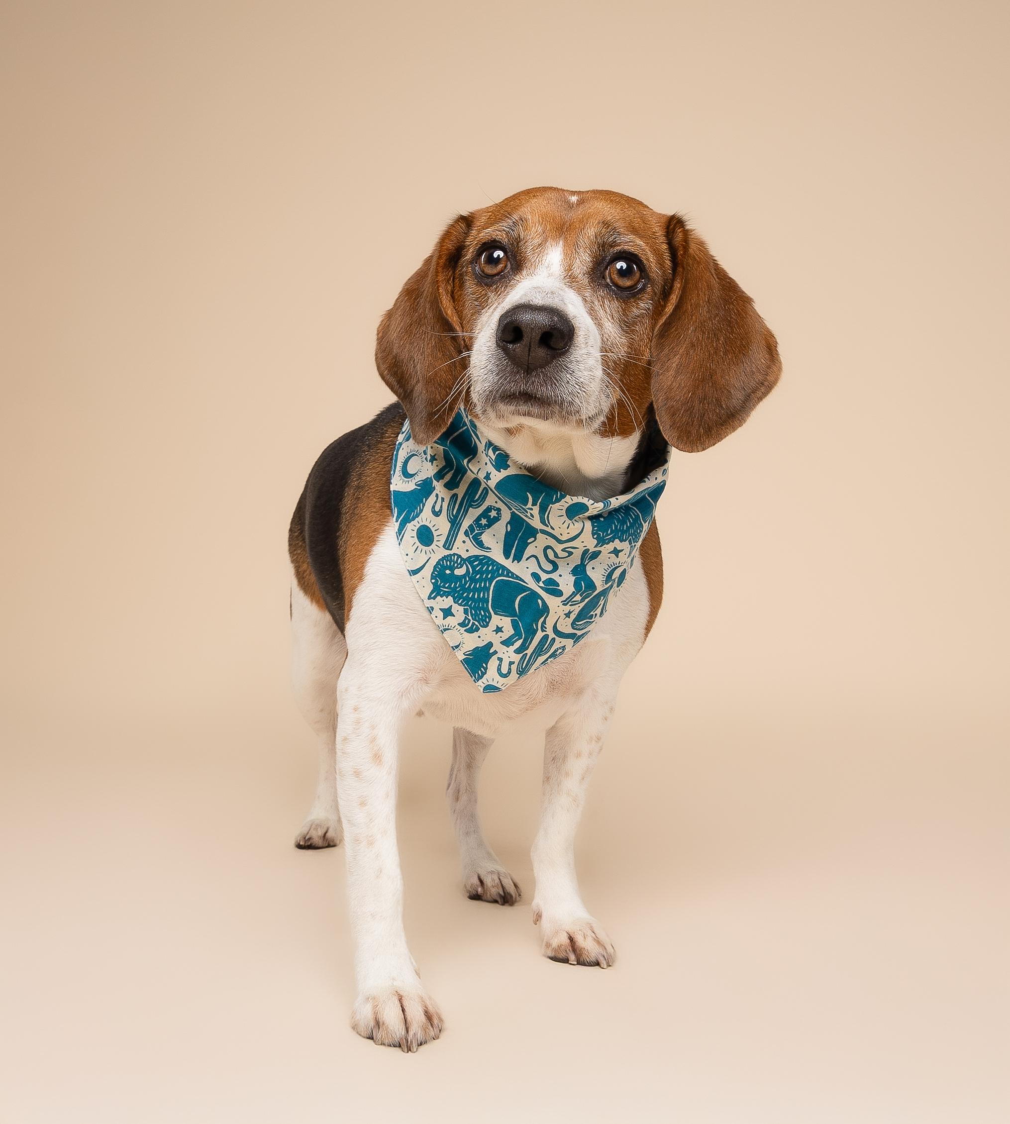 Enlarge Cannoli, a ADOPTABLE Beagle in Miami, FL image 4/5