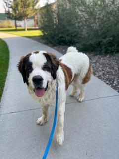 Enlarge Benjamin "Benny", a Adopted Saint Bernard in Meeker, CO image 1/3