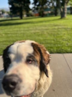 Enlarge Benjamin "Benny", a Adopted Saint Bernard in Meeker, CO image 2/3