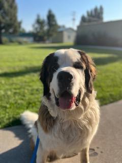 Enlarge Benjamin "Benny", a Adopted Saint Bernard in Meeker, CO image 3/3
