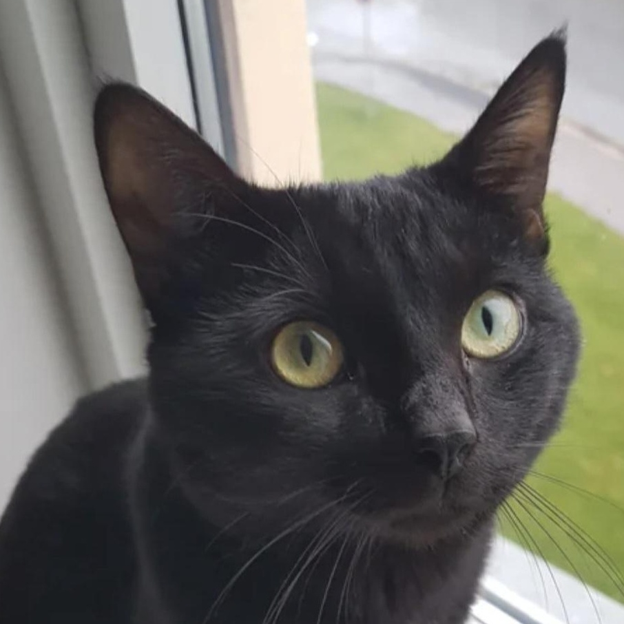 Bam, Adoptable, Adult Male Domestic Short Hair.