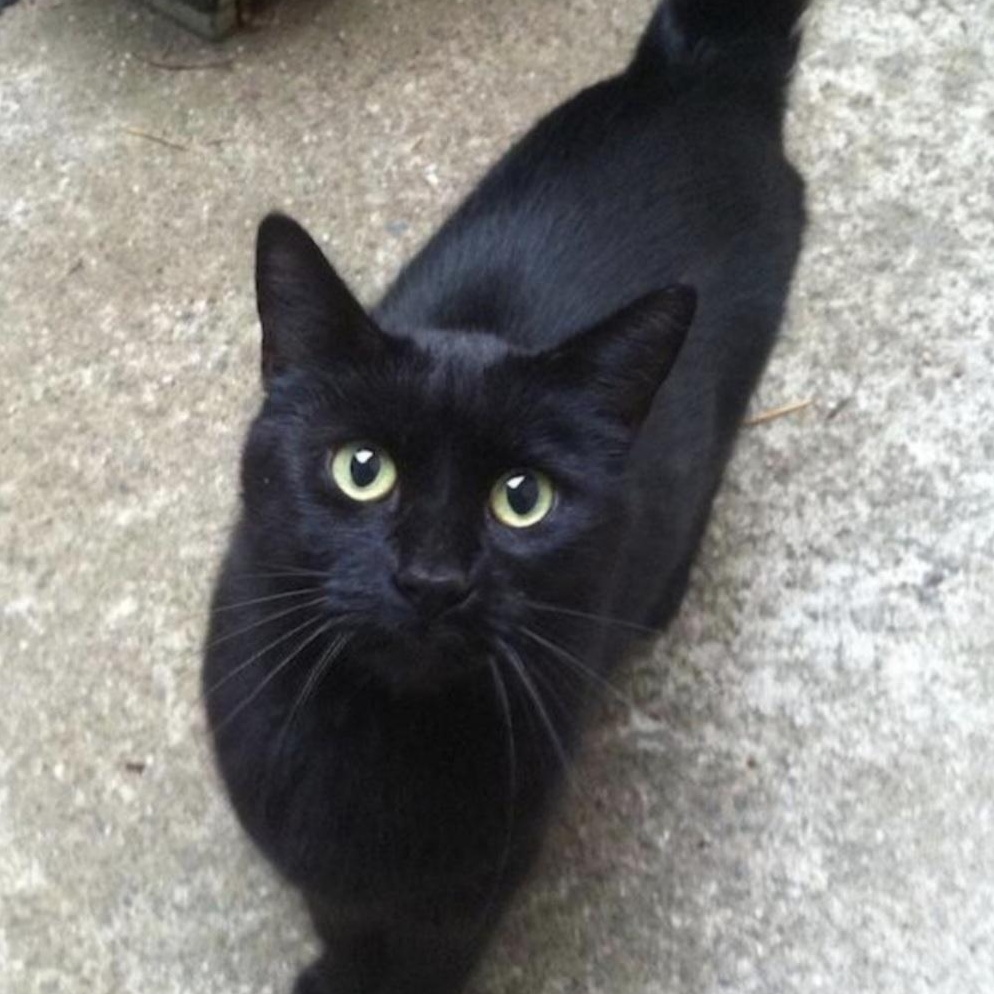 Bam, a Adoptable Domestic Short Hair in Attleboro, MA image 2/3