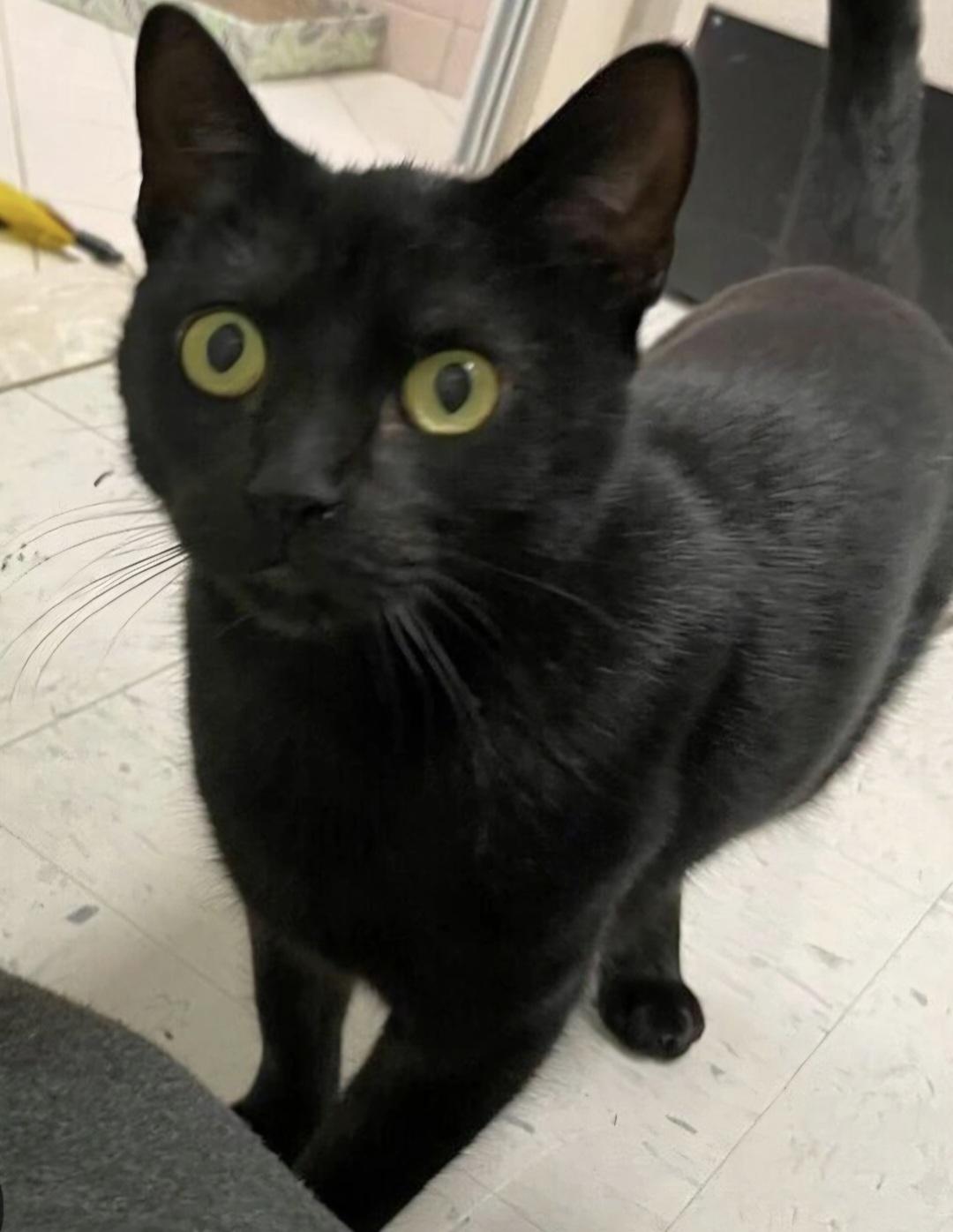 Bam, a Adoptable Domestic Short Hair in Attleboro, MA image 3/3