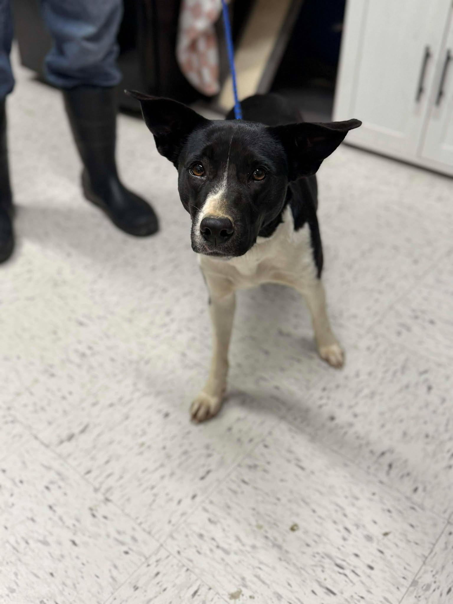 Enlarge Oreo McFlurry, a ADOPTABLE mixed breed in Leitchfield, KY image 2/2