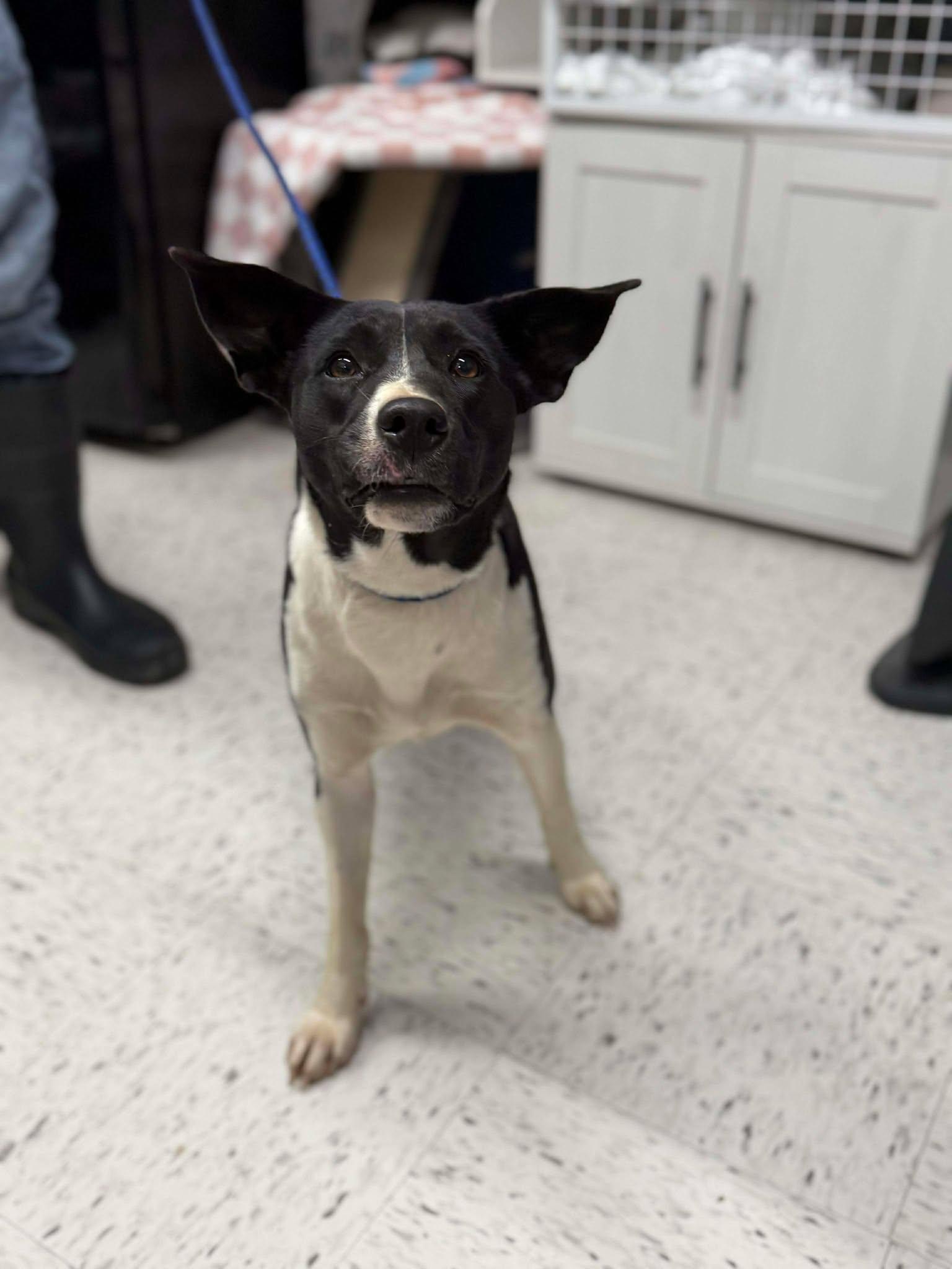 Enlarge Oreo McFlurry, a ADOPTABLE mixed breed in Leitchfield, KY image 1/2