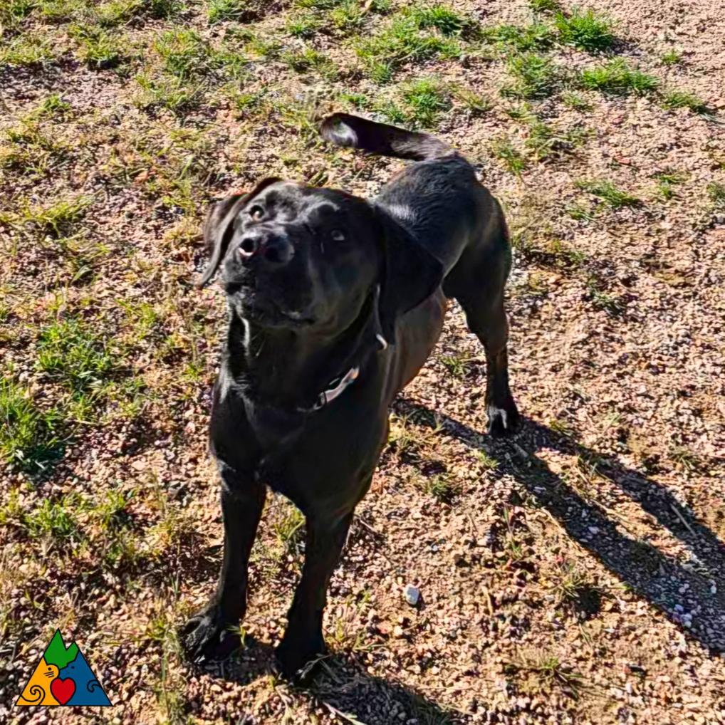 Anakin, a ADOPTABLE mixed breed in Douglas, WY image 3/5