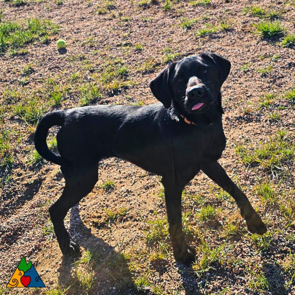 Anakin, a ADOPTABLE mixed breed in Douglas, WY image 5/5
