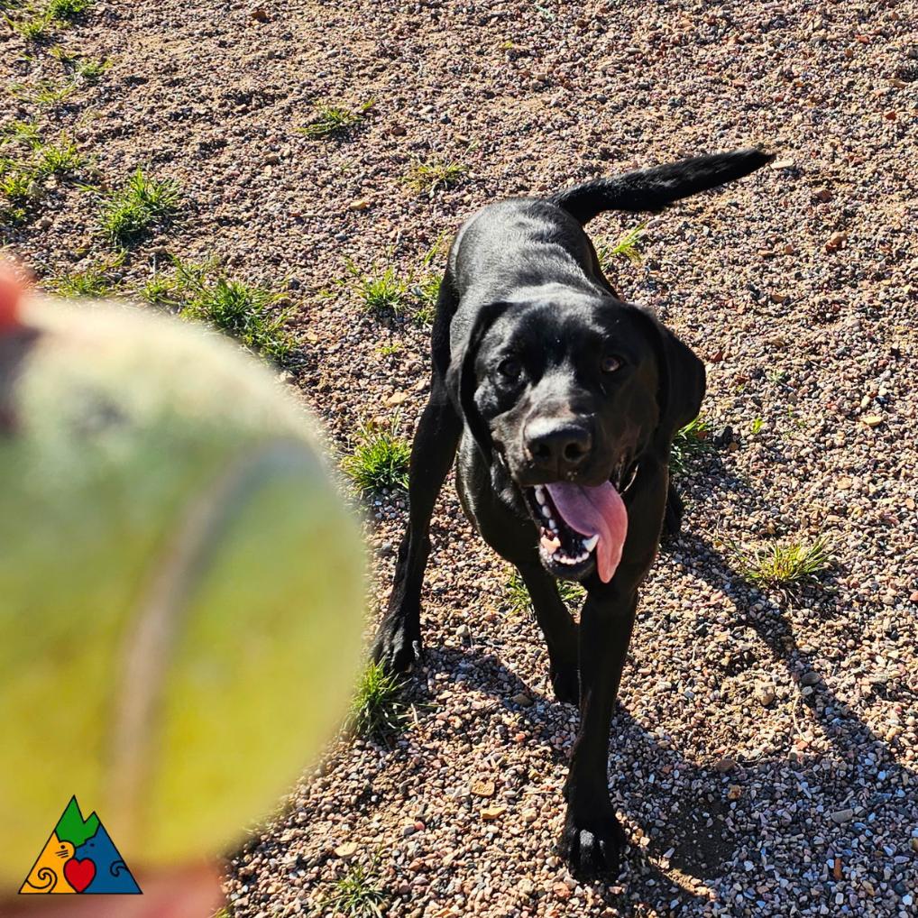 Anakin, a ADOPTABLE mixed breed in Douglas, WY image 4/5