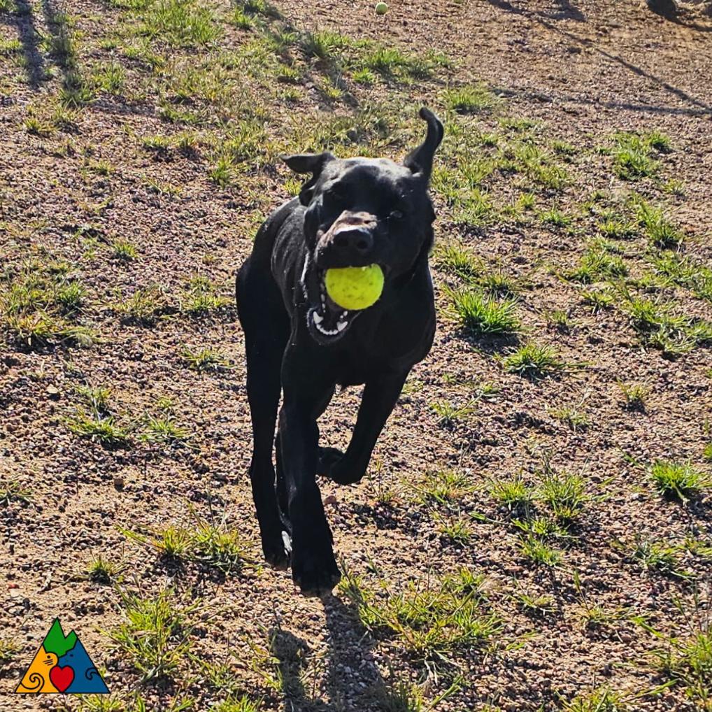 Anakin, ADOPTABLE, Young Male Black Labrador Retriever & Mixed Breed.