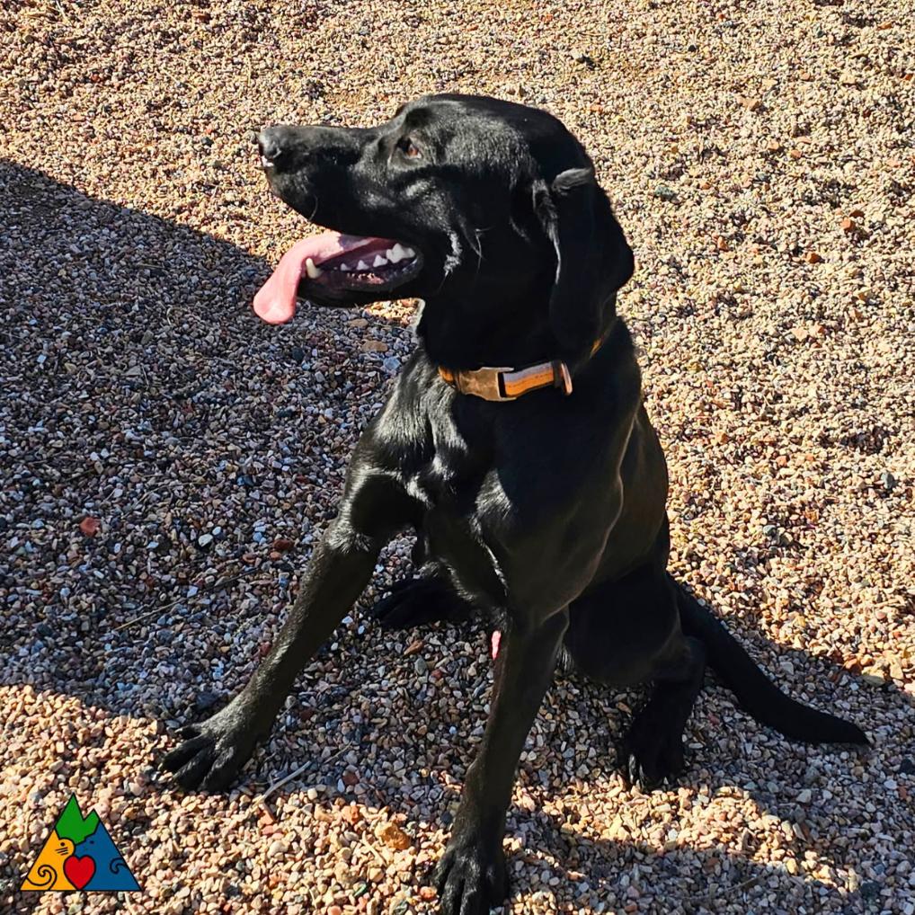 Anakin, a ADOPTABLE mixed breed in Douglas, WY image 2/5