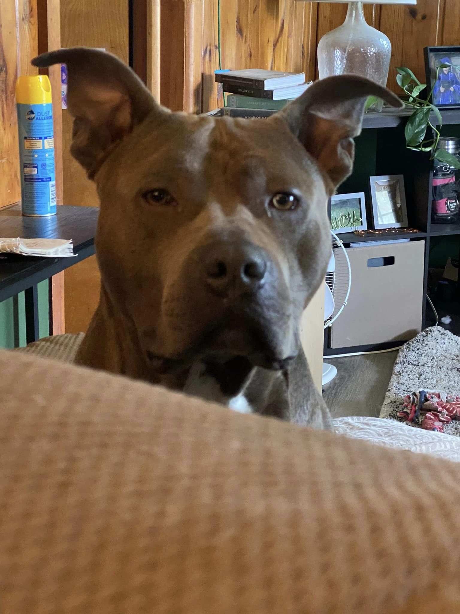 Enlarge Coco, a Adopted American Bully in Appleton, WI image 1/2