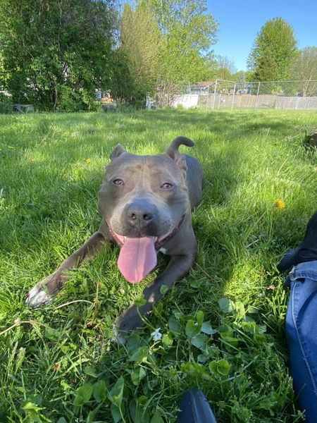 Enlarge Coco, a Adopted American Bully in Appleton, WI image 2/2